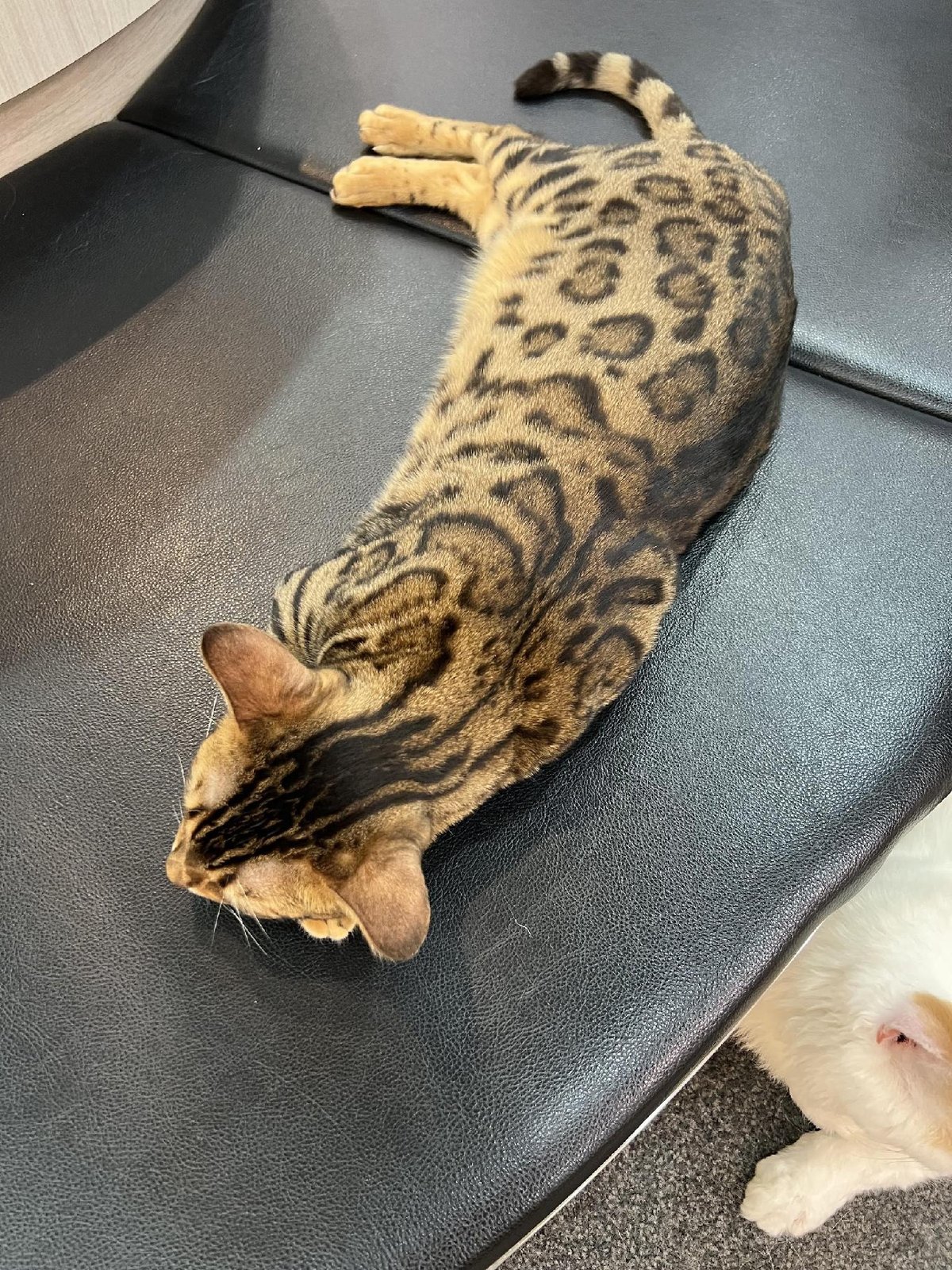 Spotted cat resting on dark surface