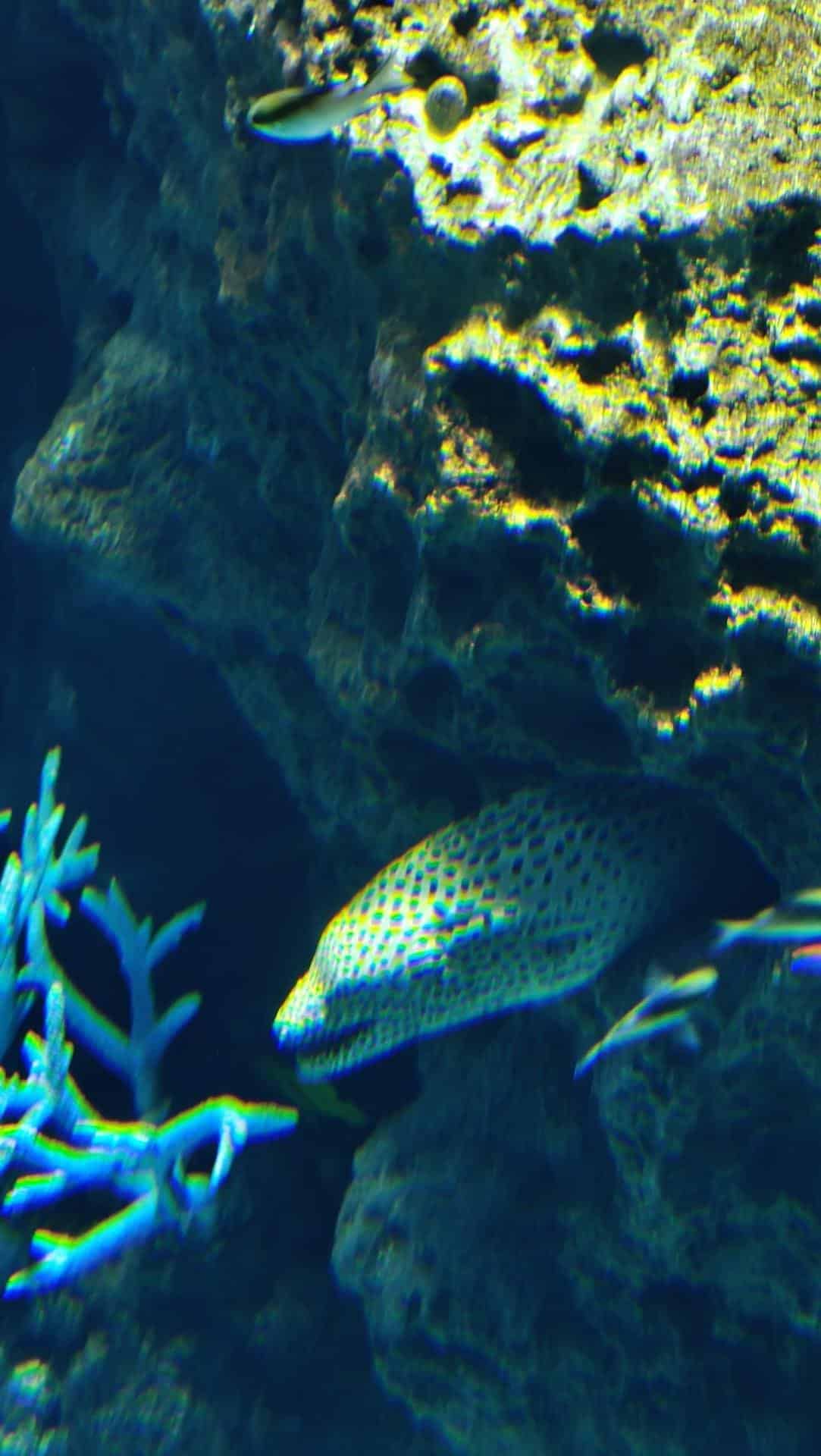 Spotted fish underwater near coral reef