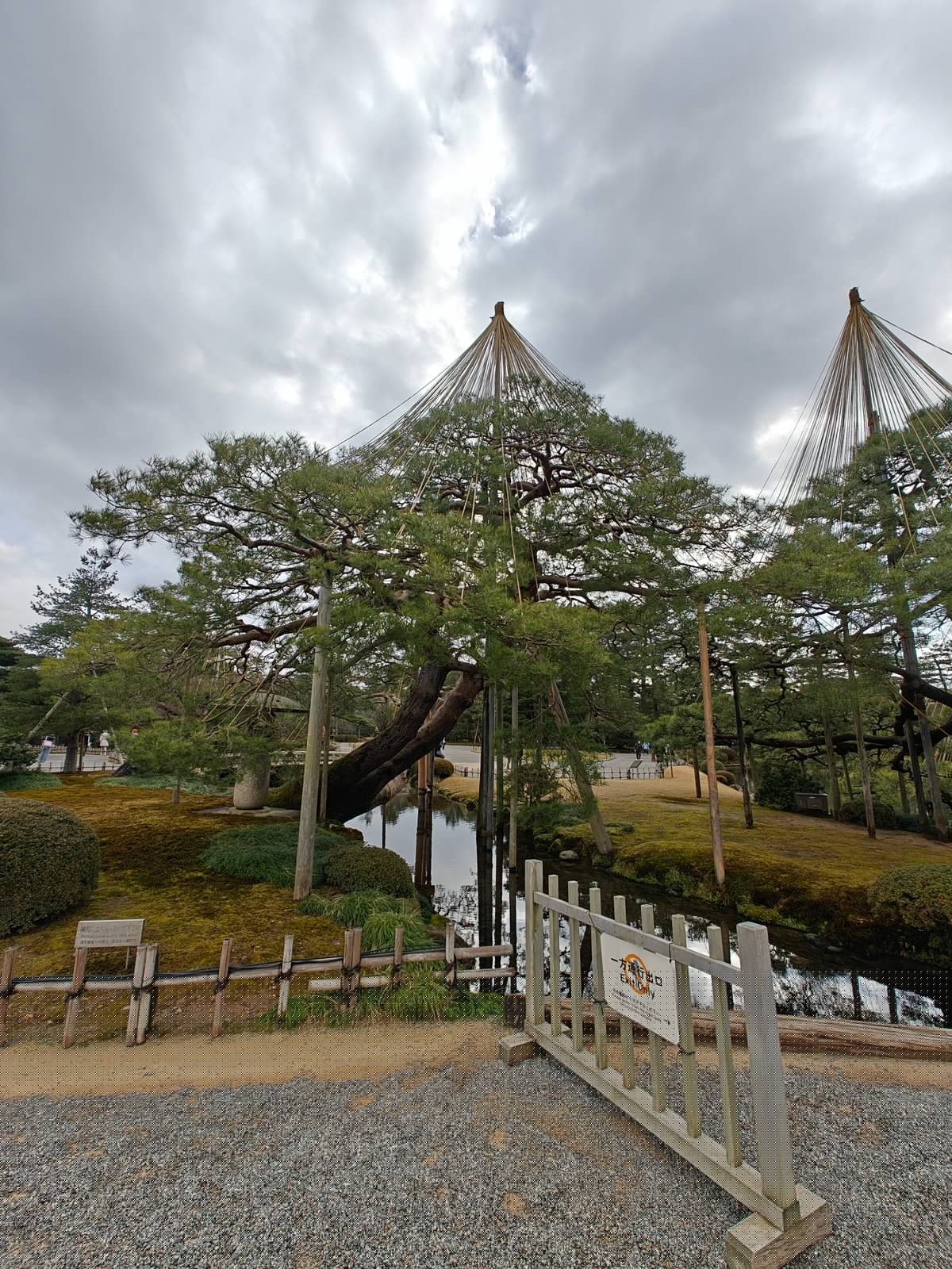 Spreading pine trunk over pond