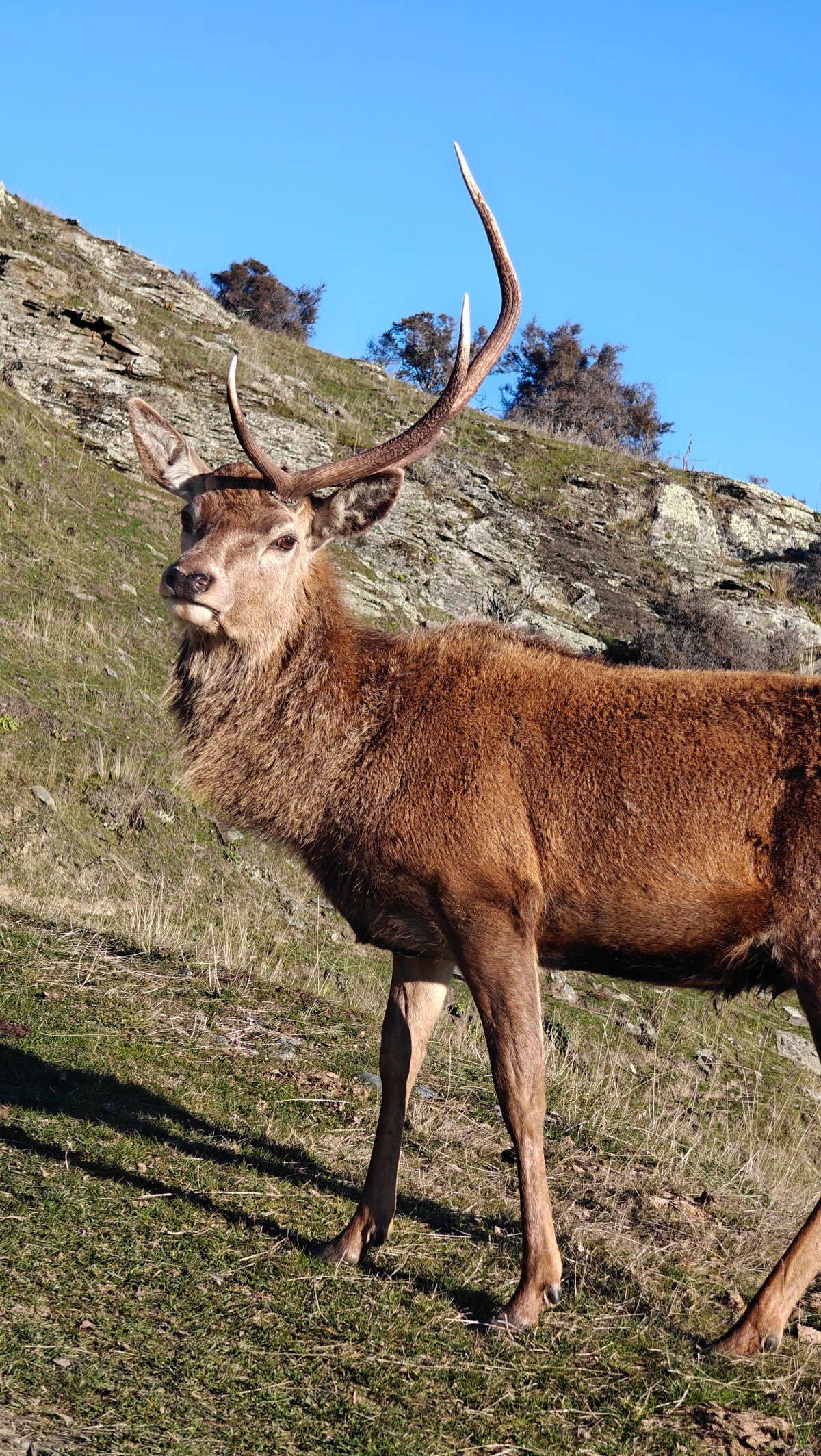 Stag among rocky outcrops