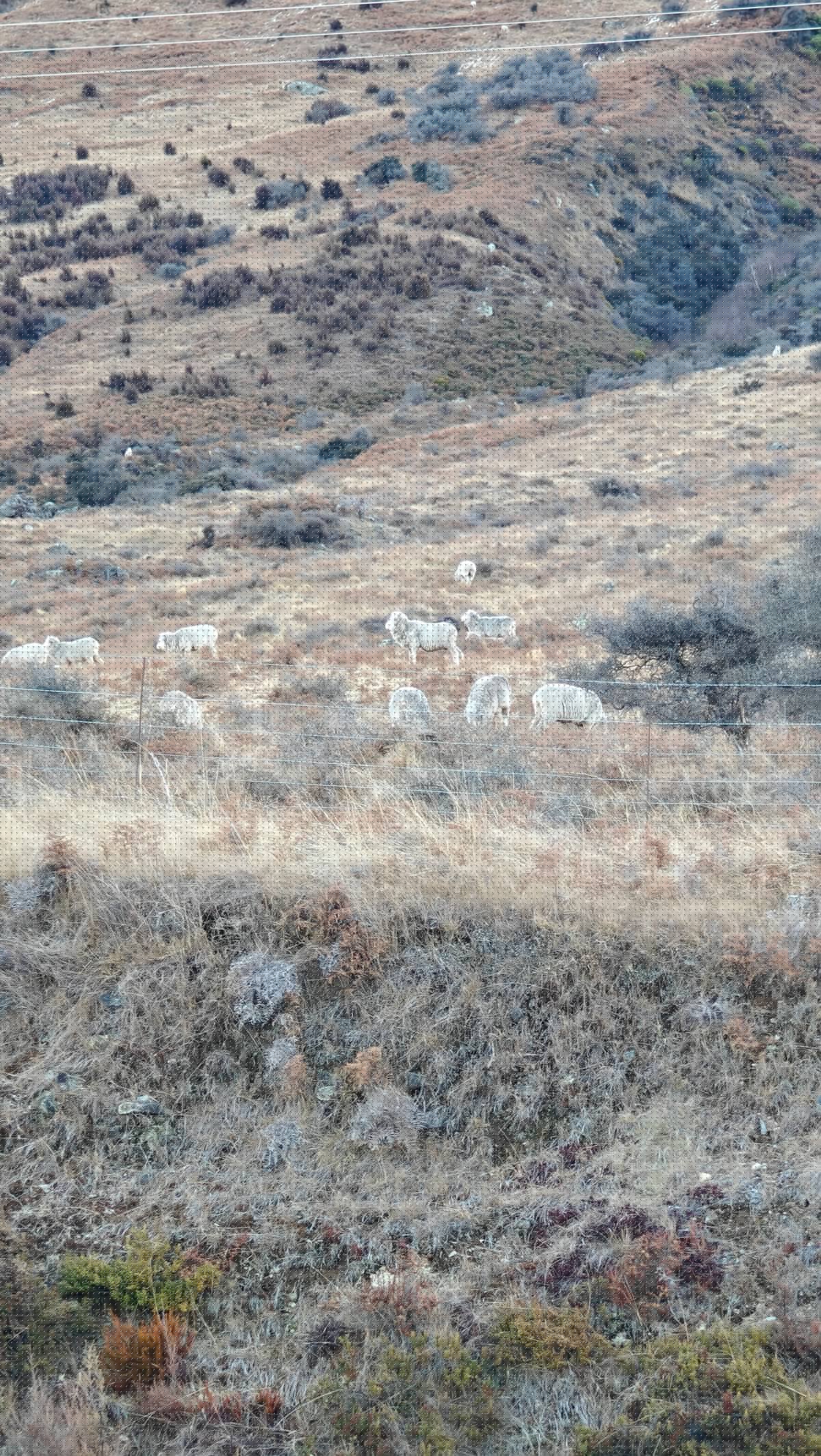 Steep dry tussock hillside dotted with grazing sheep