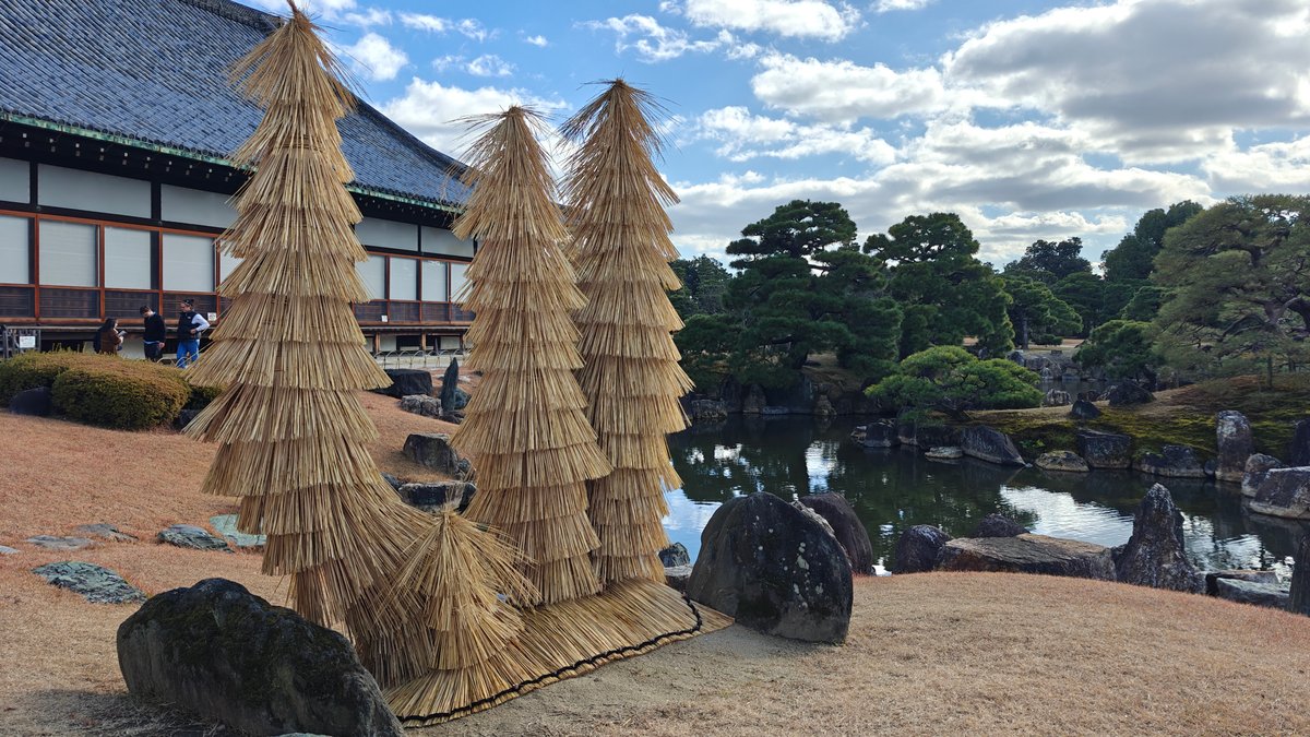 Straw-wrapped cycads at Nijo Castle