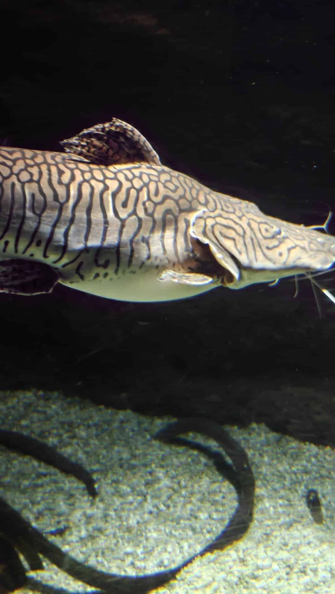 Striped fish underwater close-up