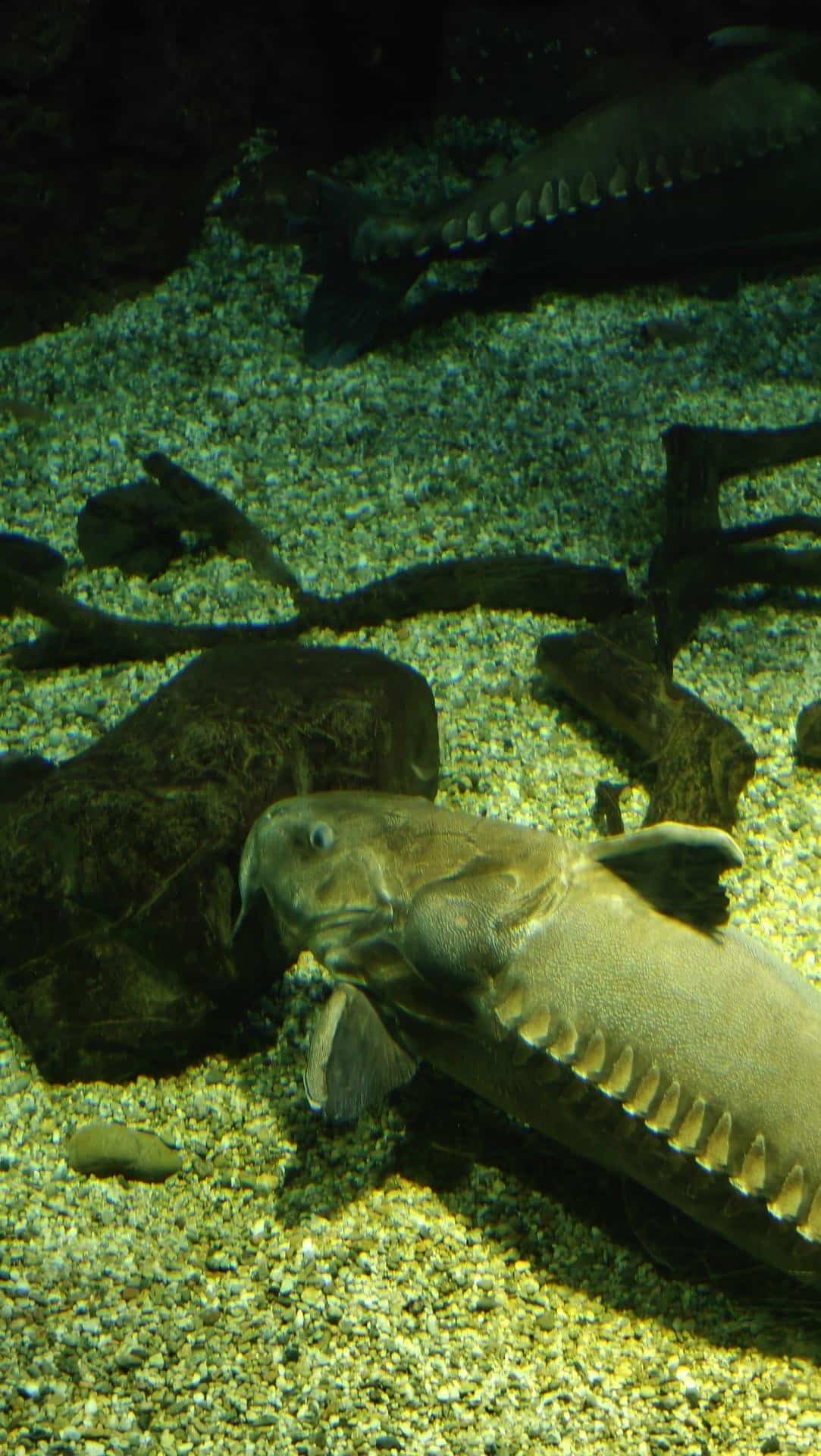 Sturgeon swimming over gravel