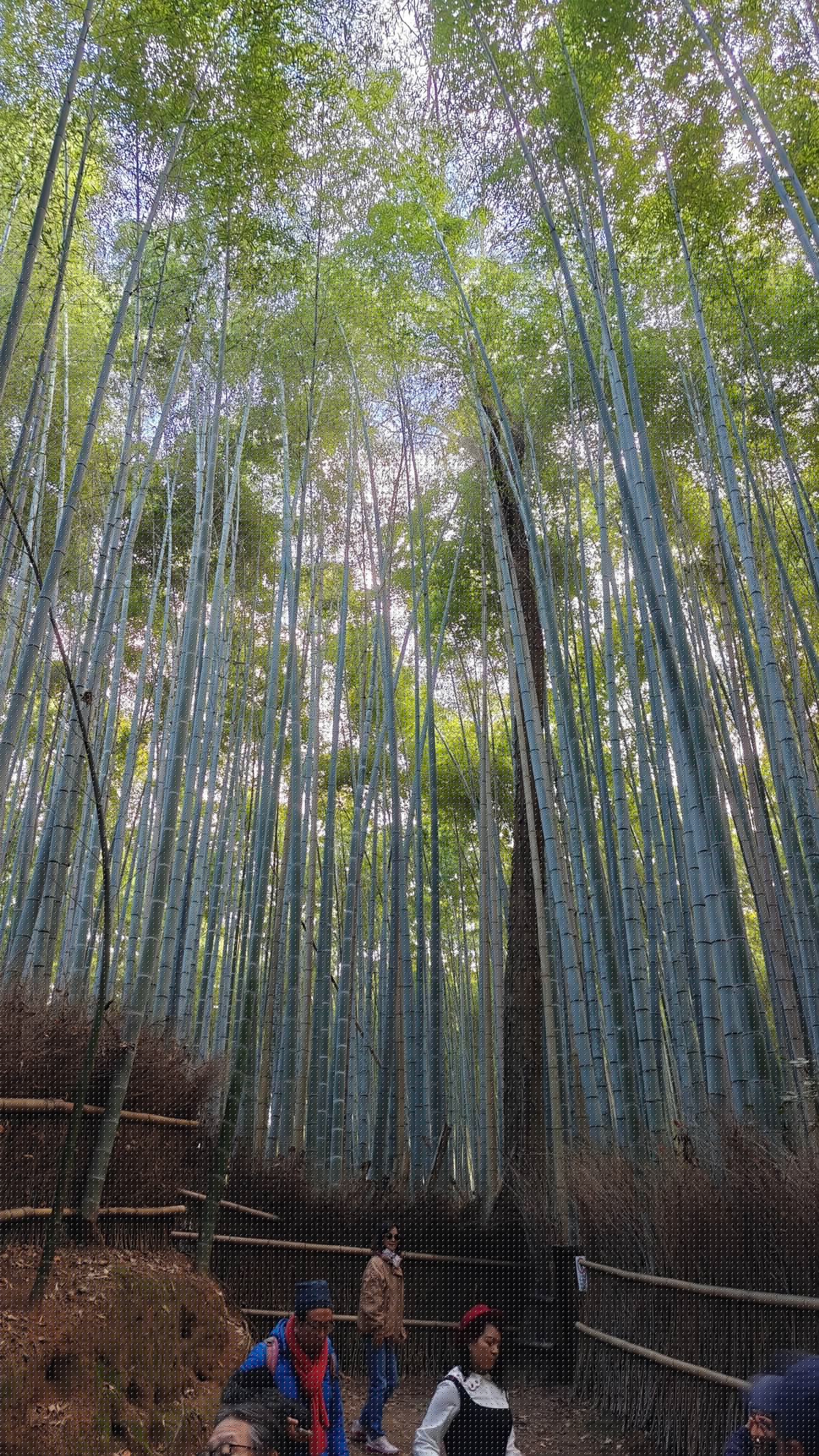 Sunlit bamboo canopy overhead