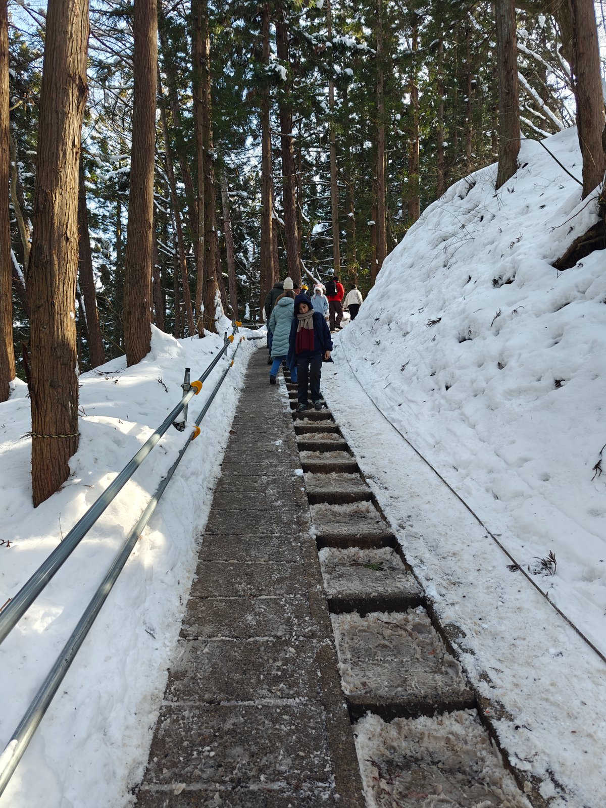 Sunlit snowy cedar forest trail