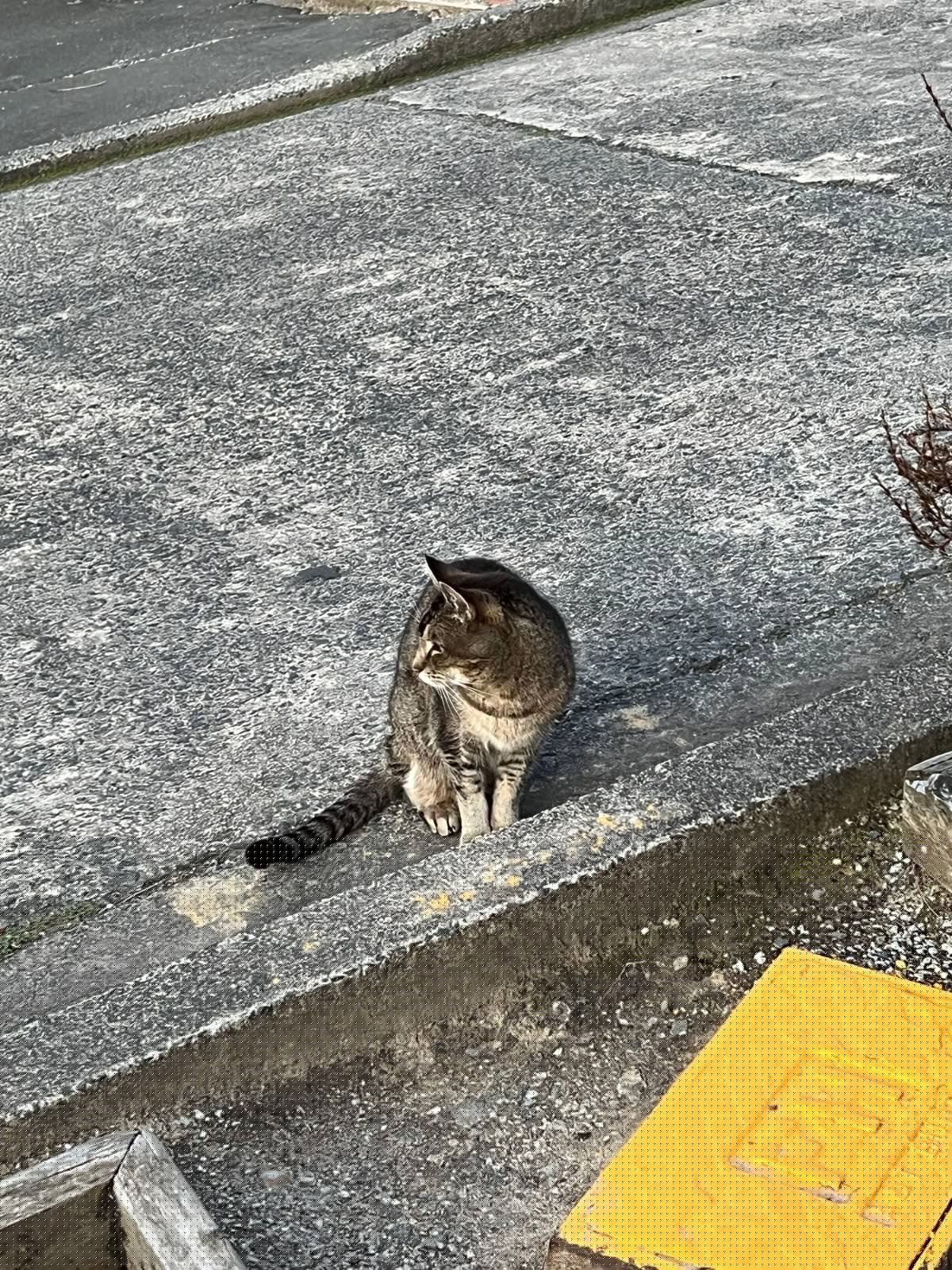 Tabby cat sitting on street kerb