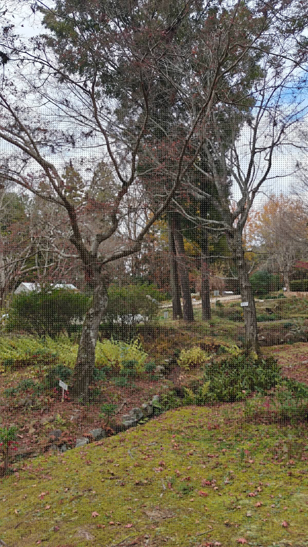 Tall tree with autumn leaves and pine trees,