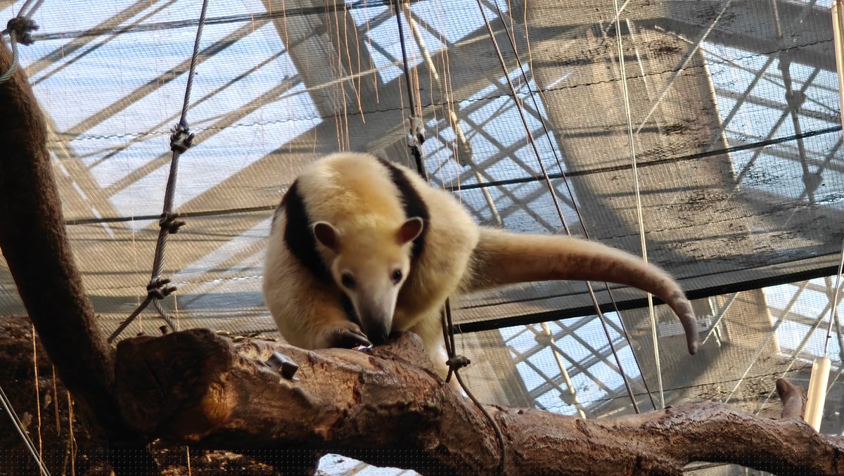 Tamandua walking along branch