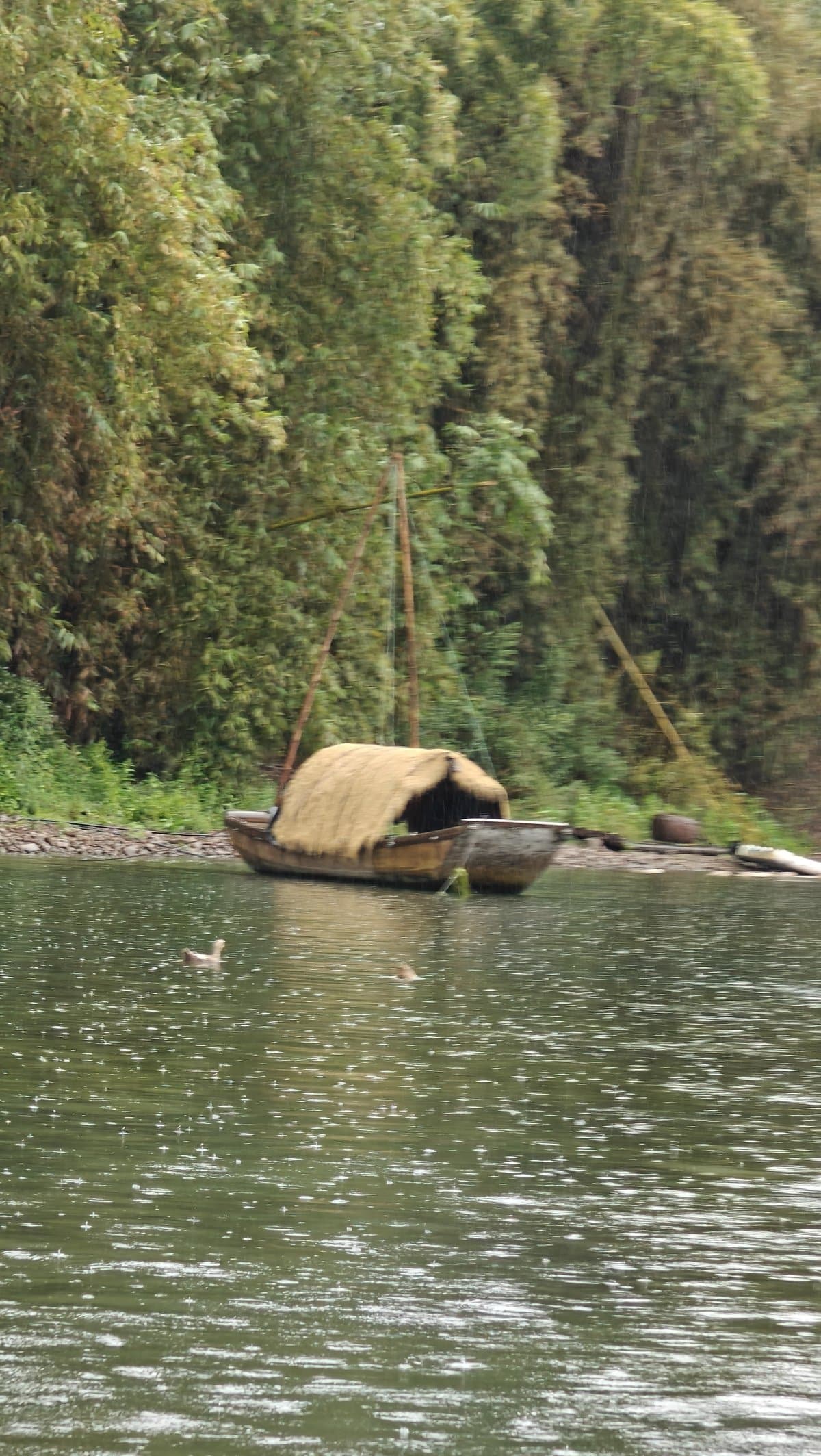 Thatched boat with swimming duck