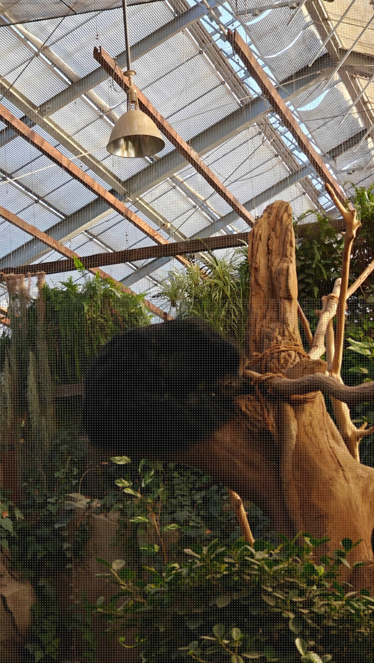 The binturong awake, moving along a branch beneath