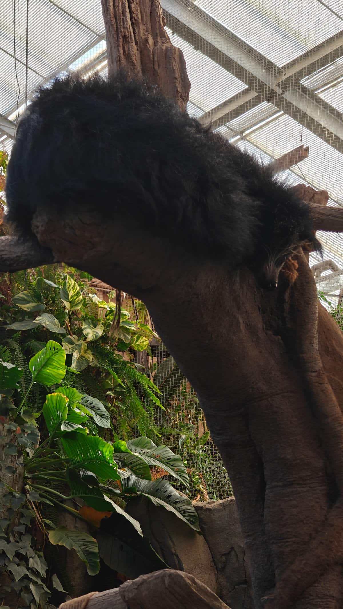 The binturong clambering head-down out of the tree,