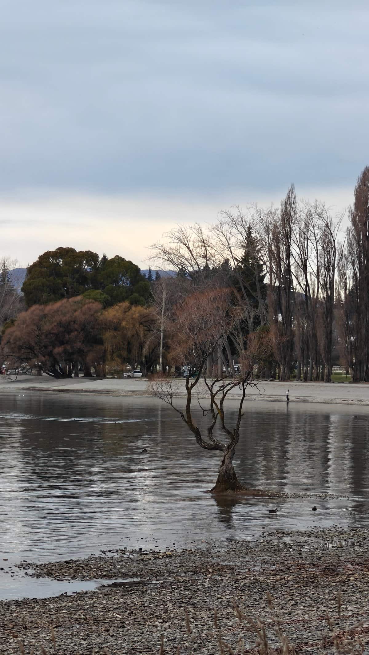 The lone willow of Lake Wanaka seen on