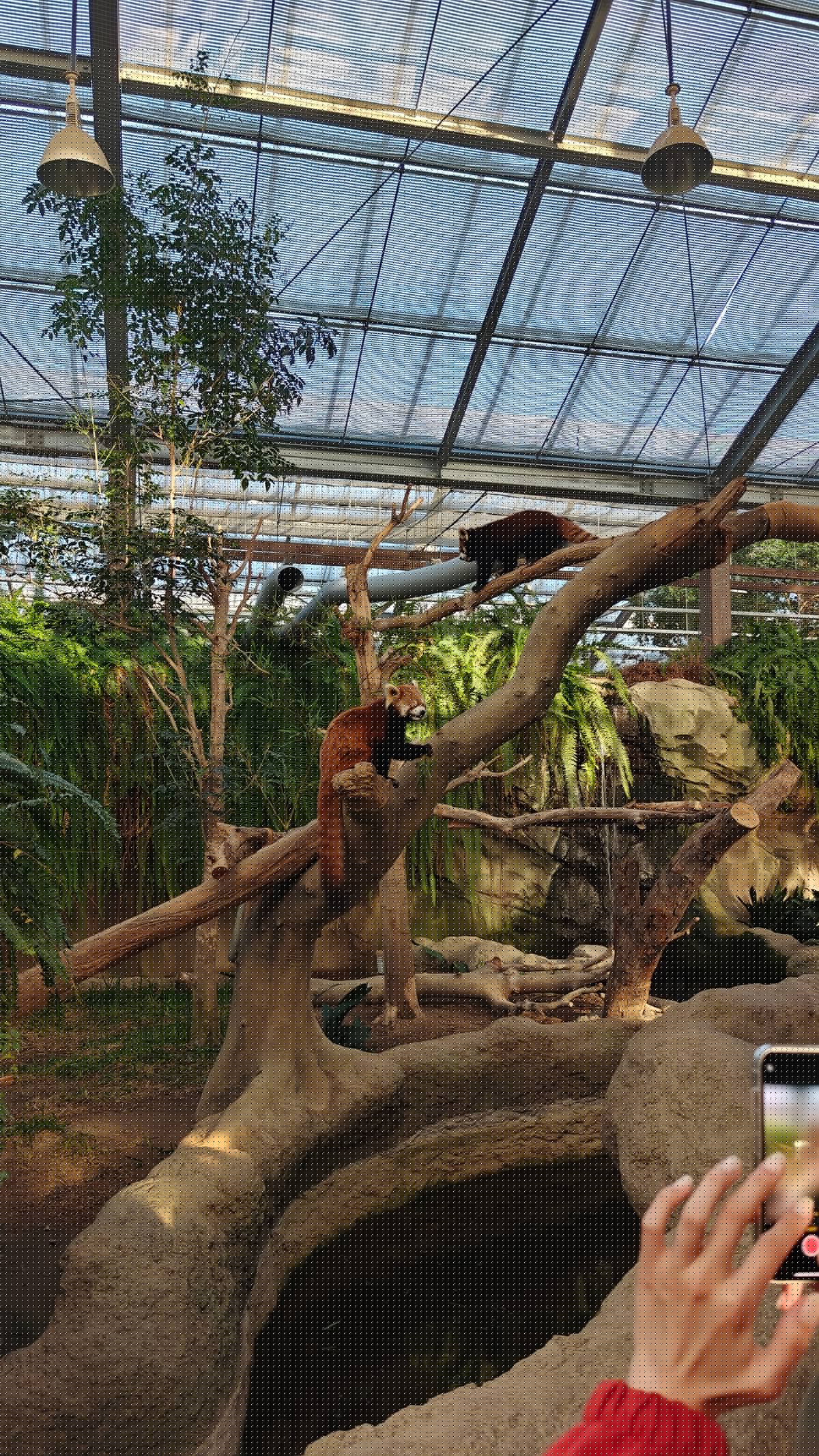 The red panda enclosure: a visitor films with