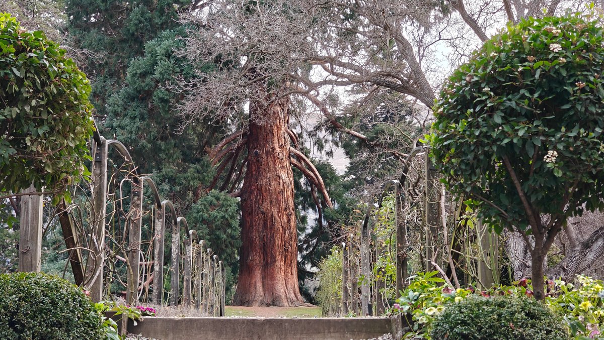 The sequoia trunk framed neatly between two clipped