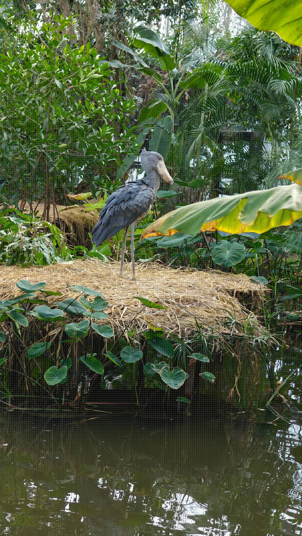 The shoebill beside the water, seen closer.