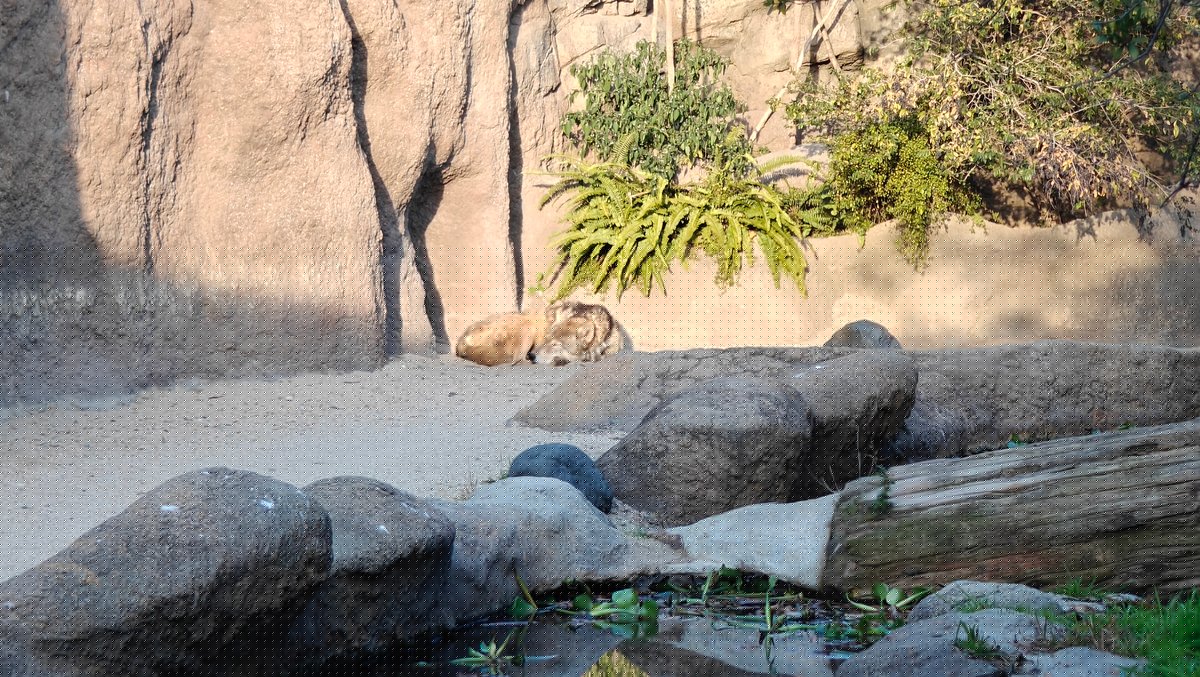 Timber wolf resting in enclosure