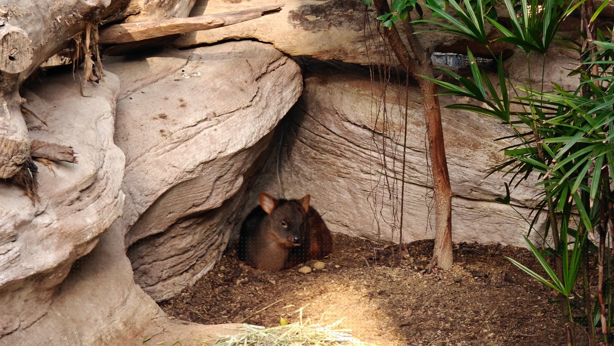 Tiny southern pudu in den