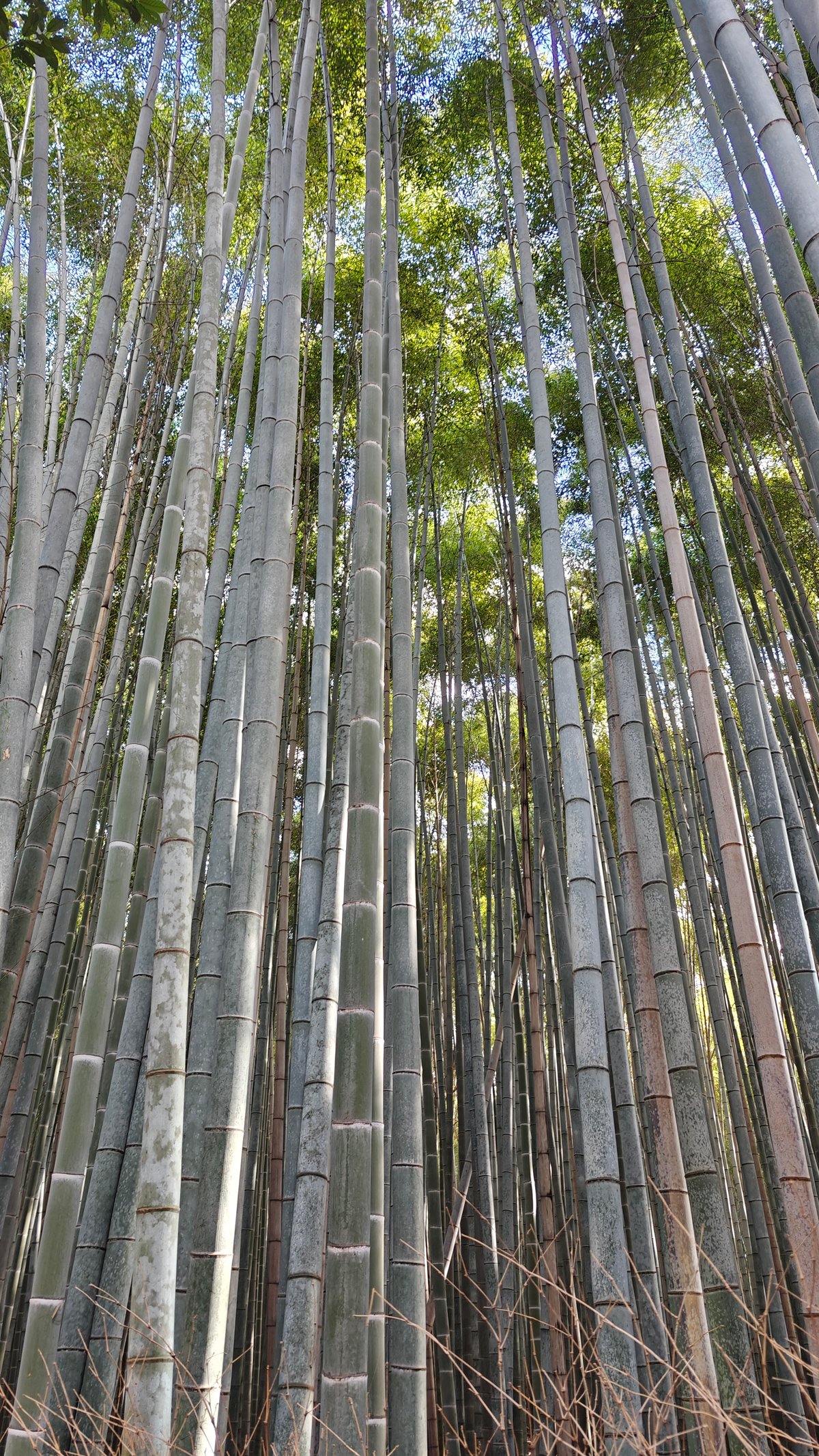 Towering Arashiyama bamboo stalks