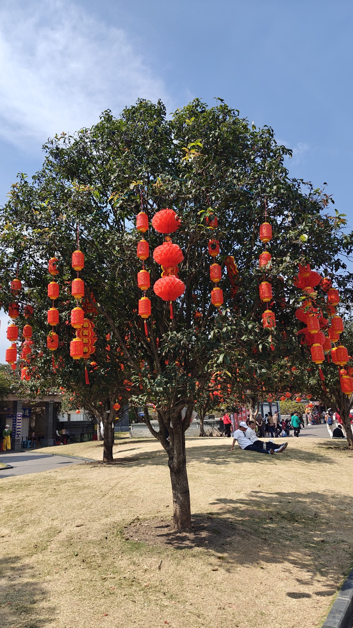 Tree covered in red lanterns against blue sky,