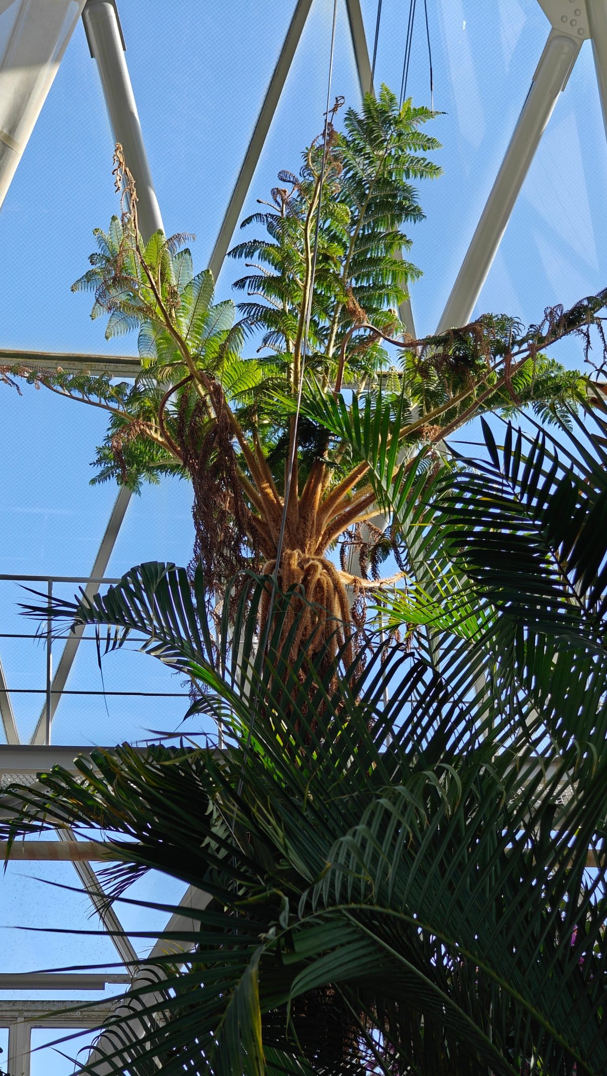 Tree fern under glass roof