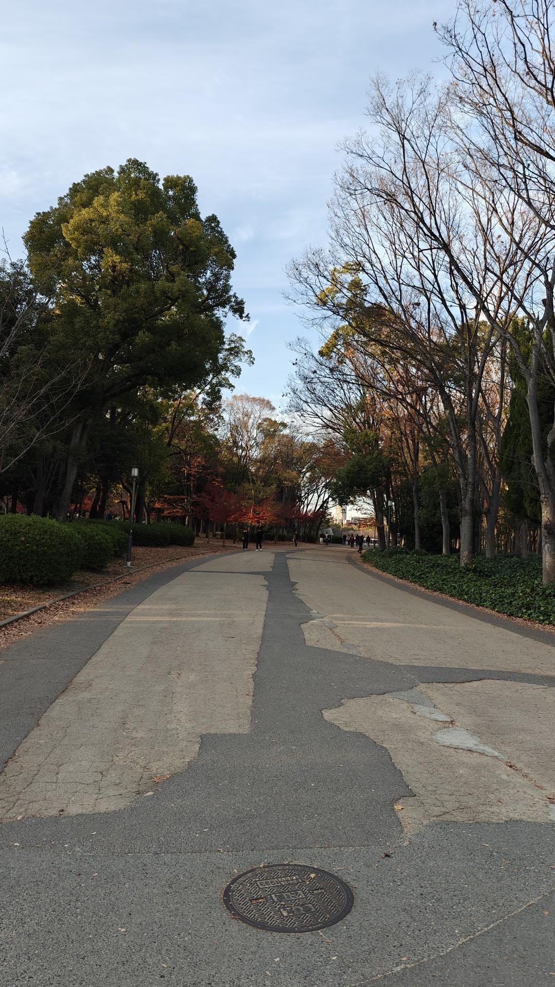 Tree-lined path in a park