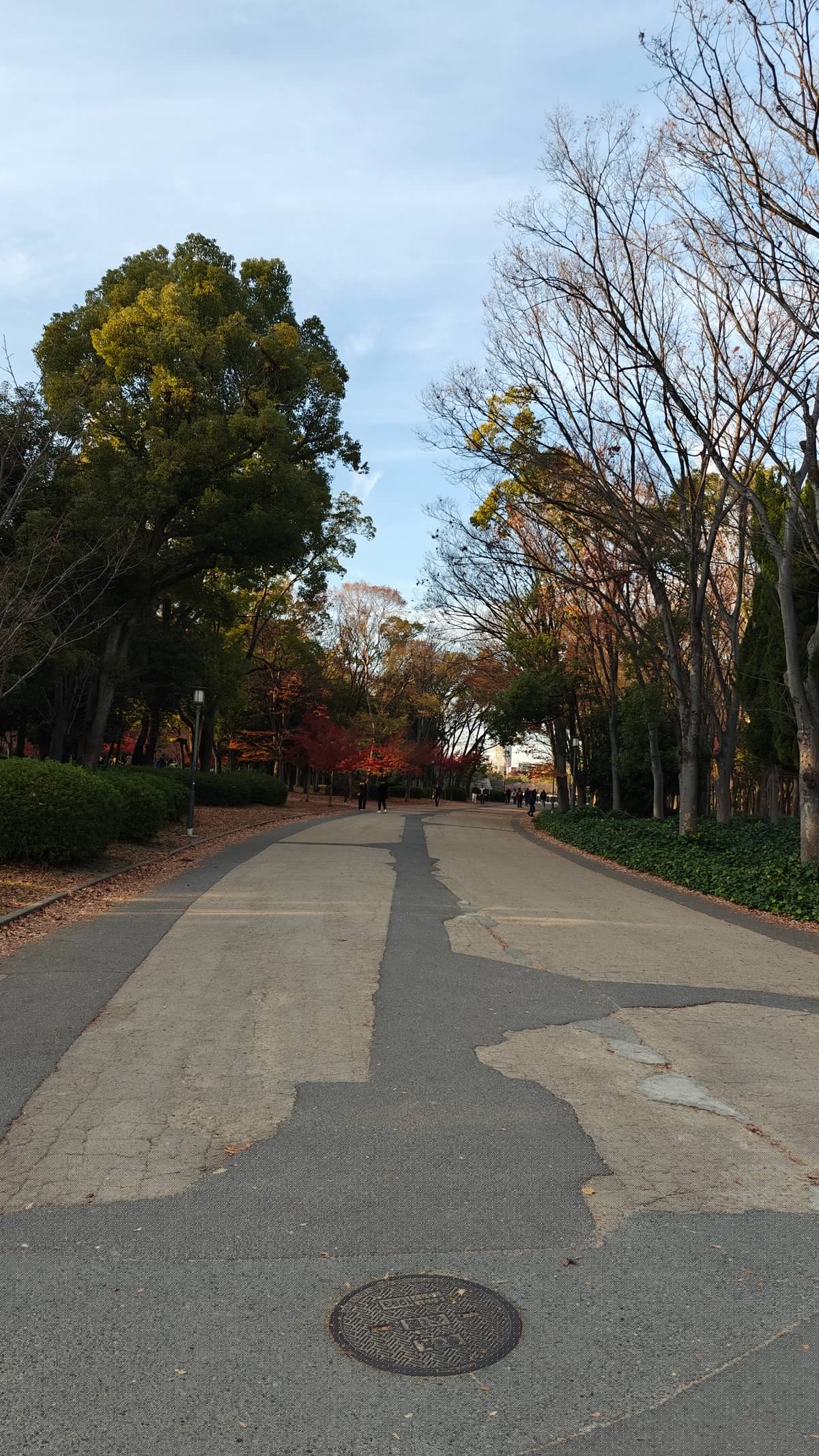Tree-lined walkway with autumn colors, long shadows