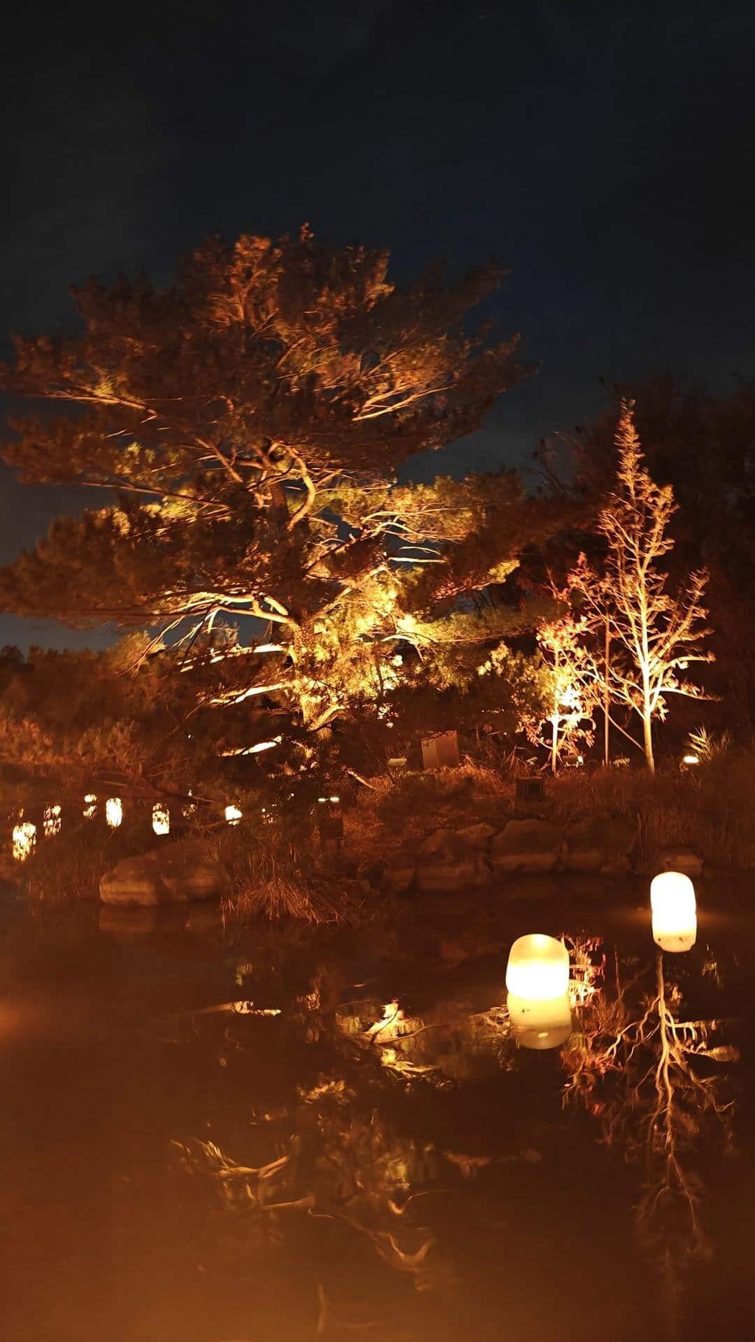 Trees illuminated by lanterns at night