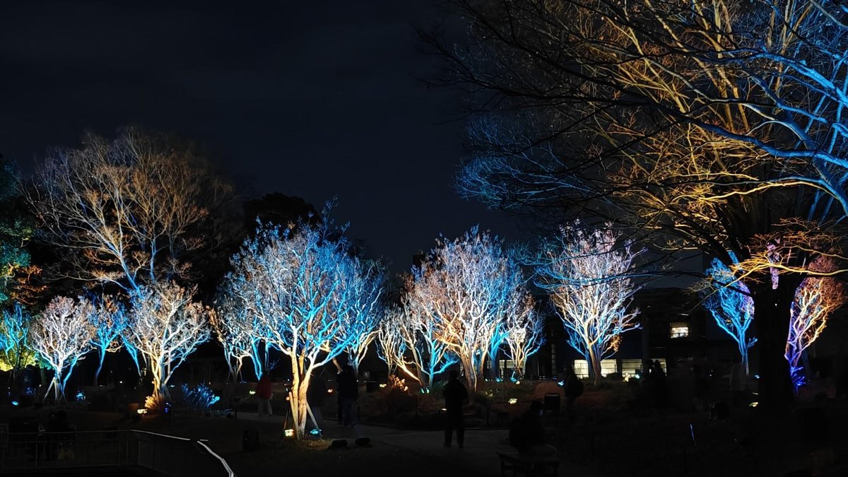 Trees illuminated in vibrant colors