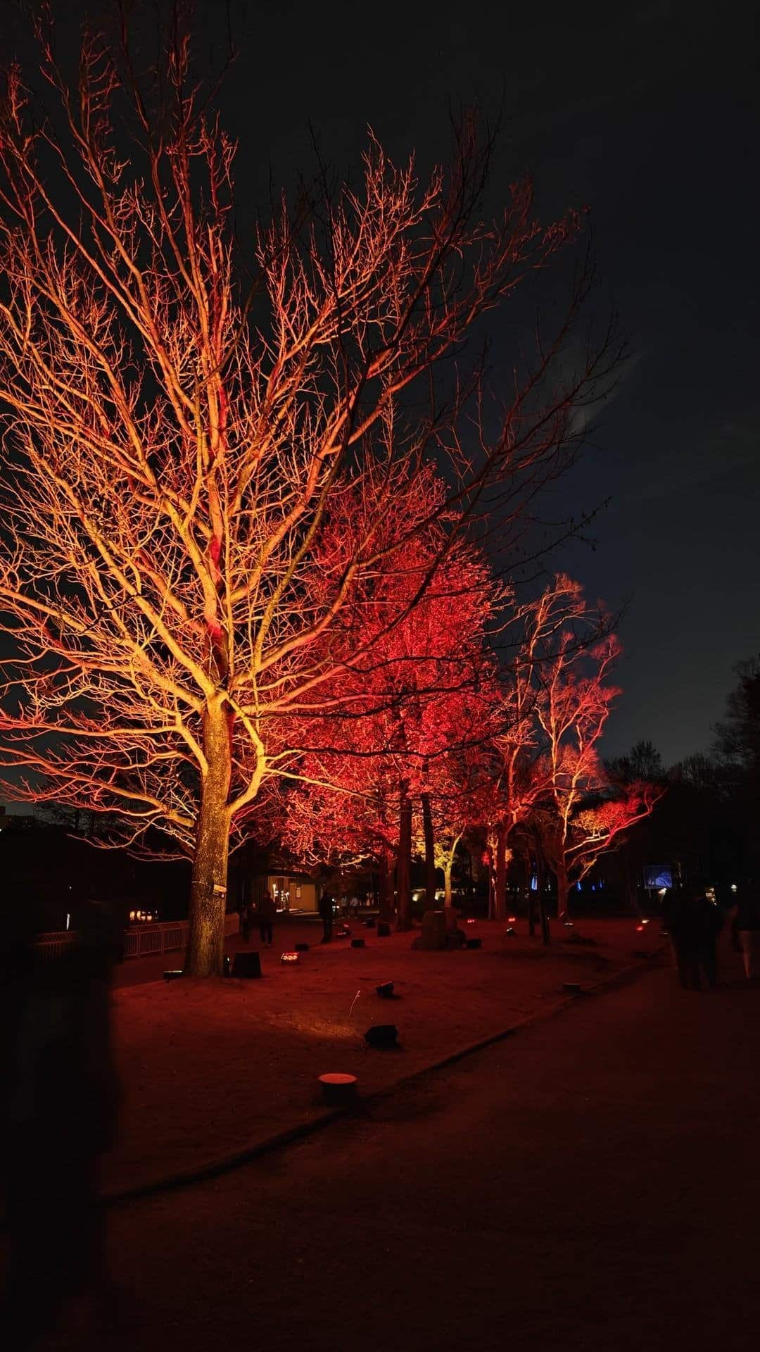 Trees illuminated with red lights at night