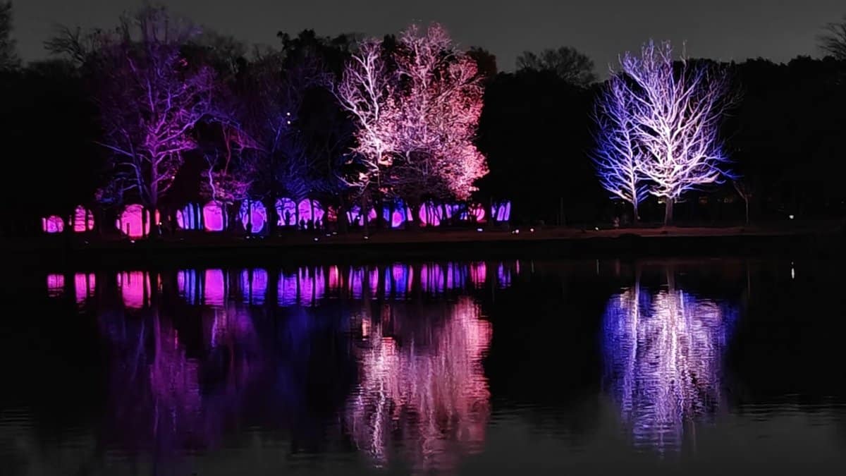 Trees with colorful night illumination