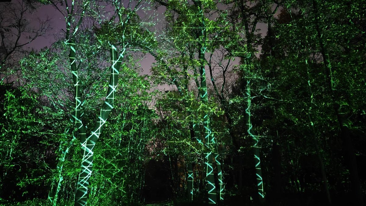 Trees with green light patterns at night