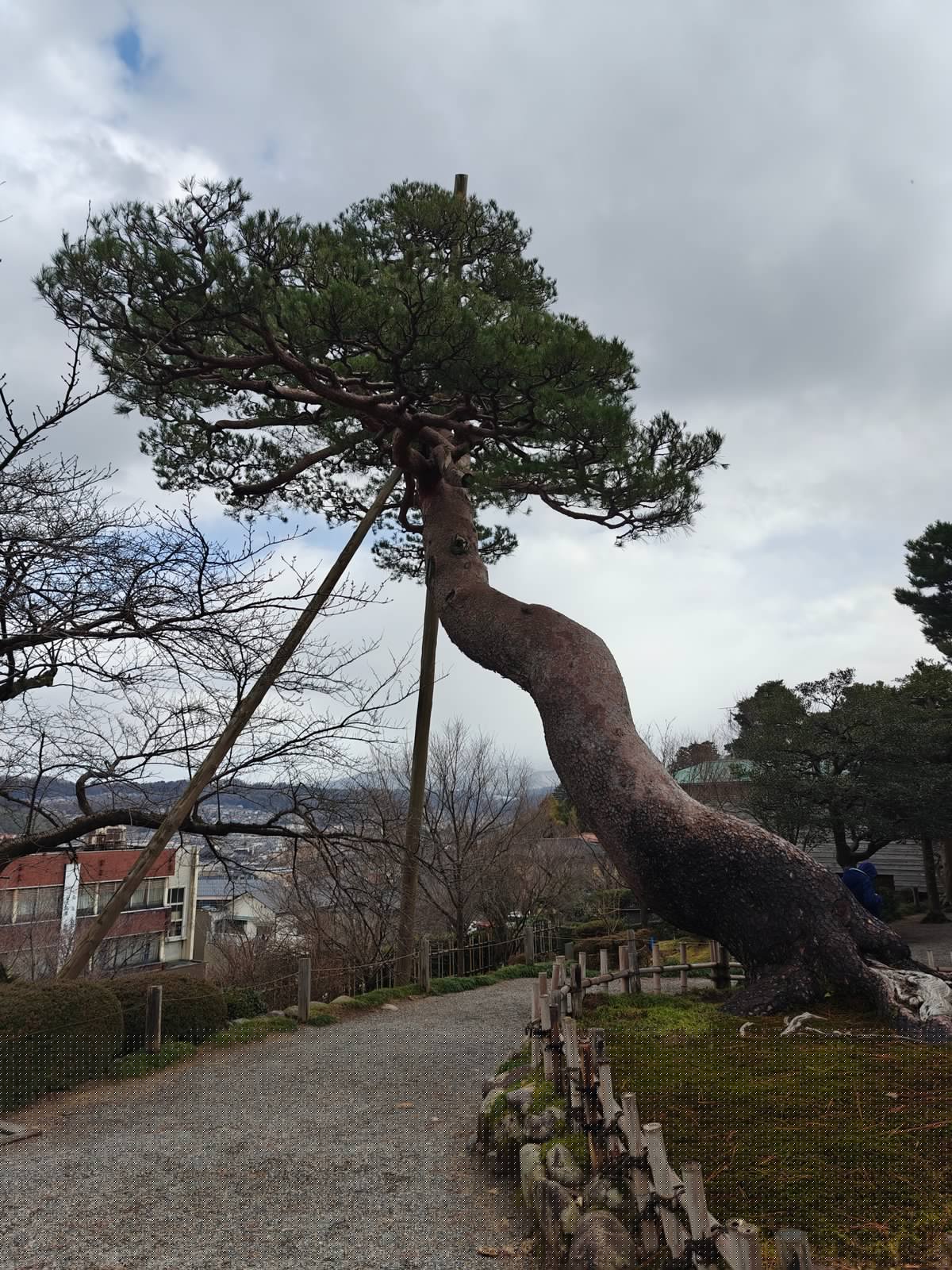 Twisted pine with wooden prop