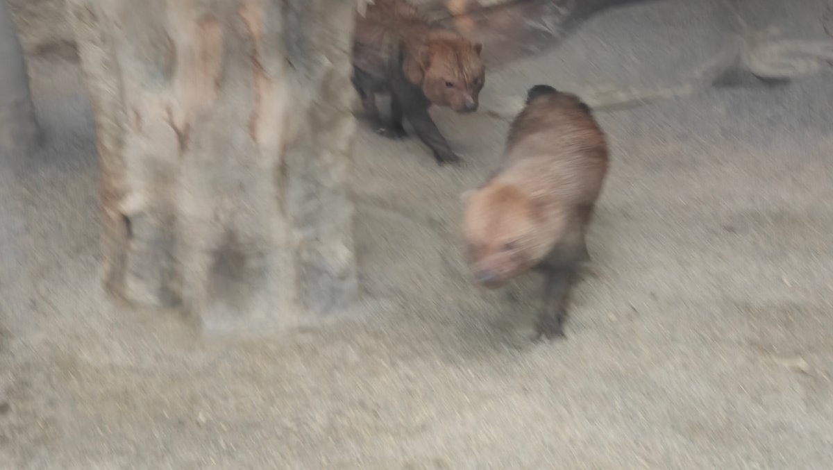 Two bush dogs together near the enclosure wall.