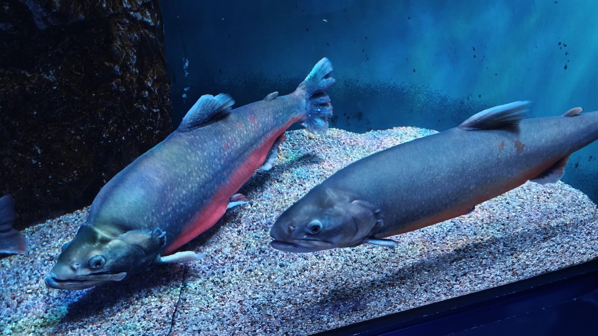 Two fish swimming in aquarium