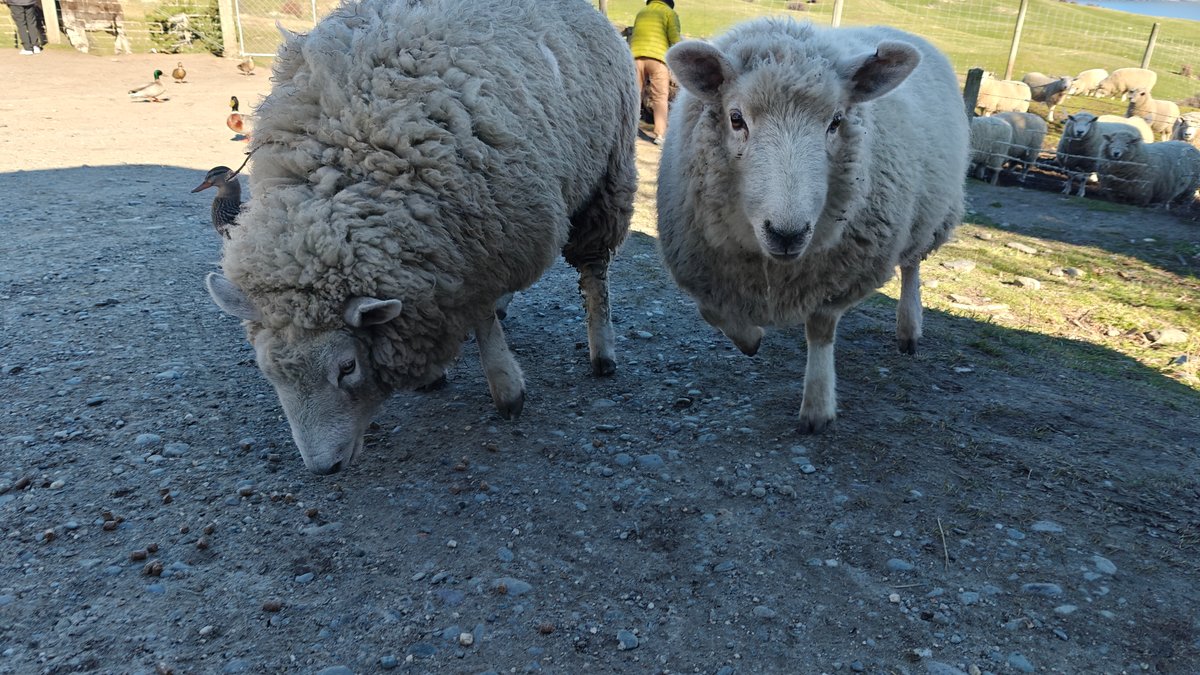 Two heavily fleeced sheep facing the camera on