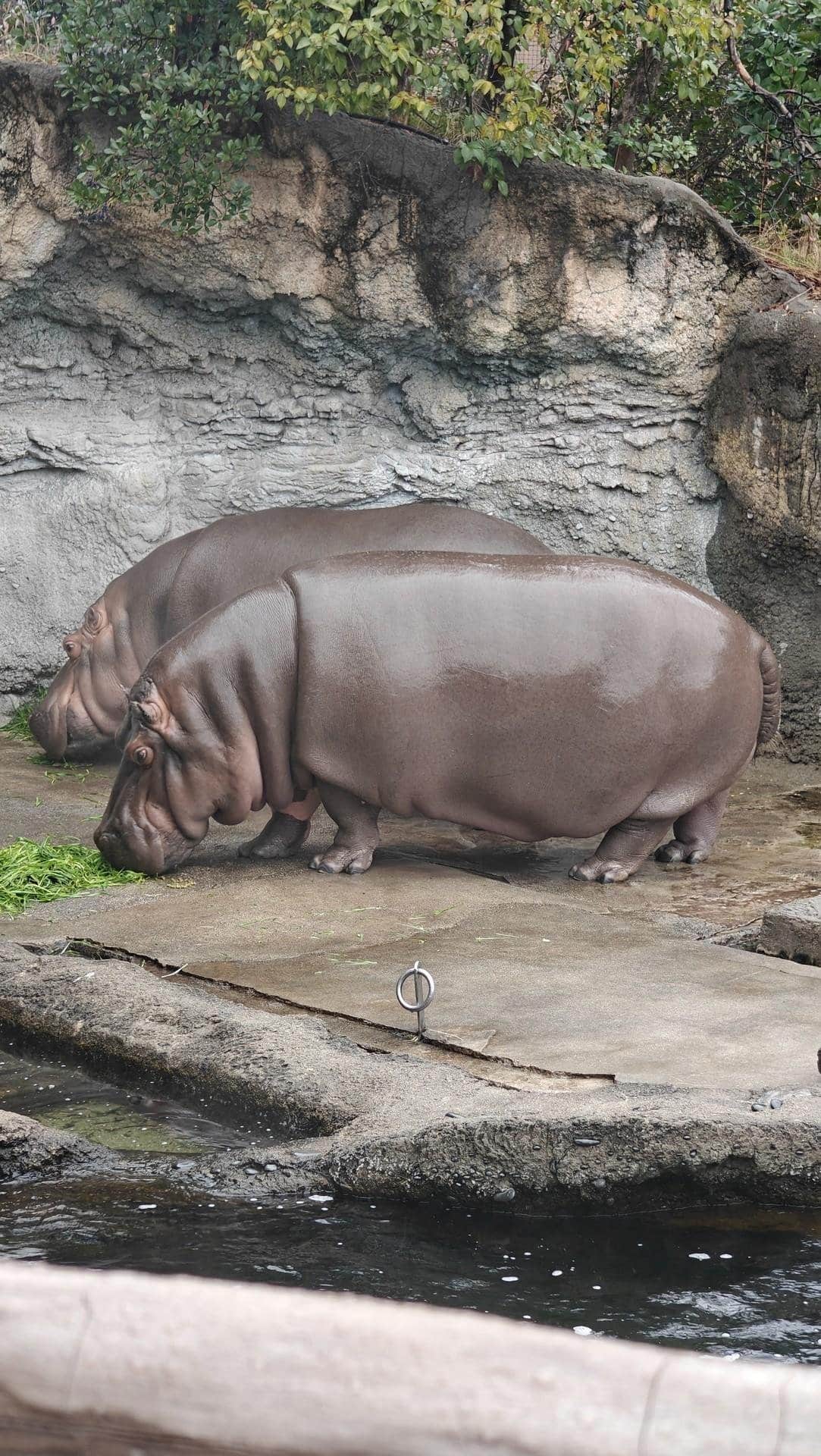 Two hippos grazing near water