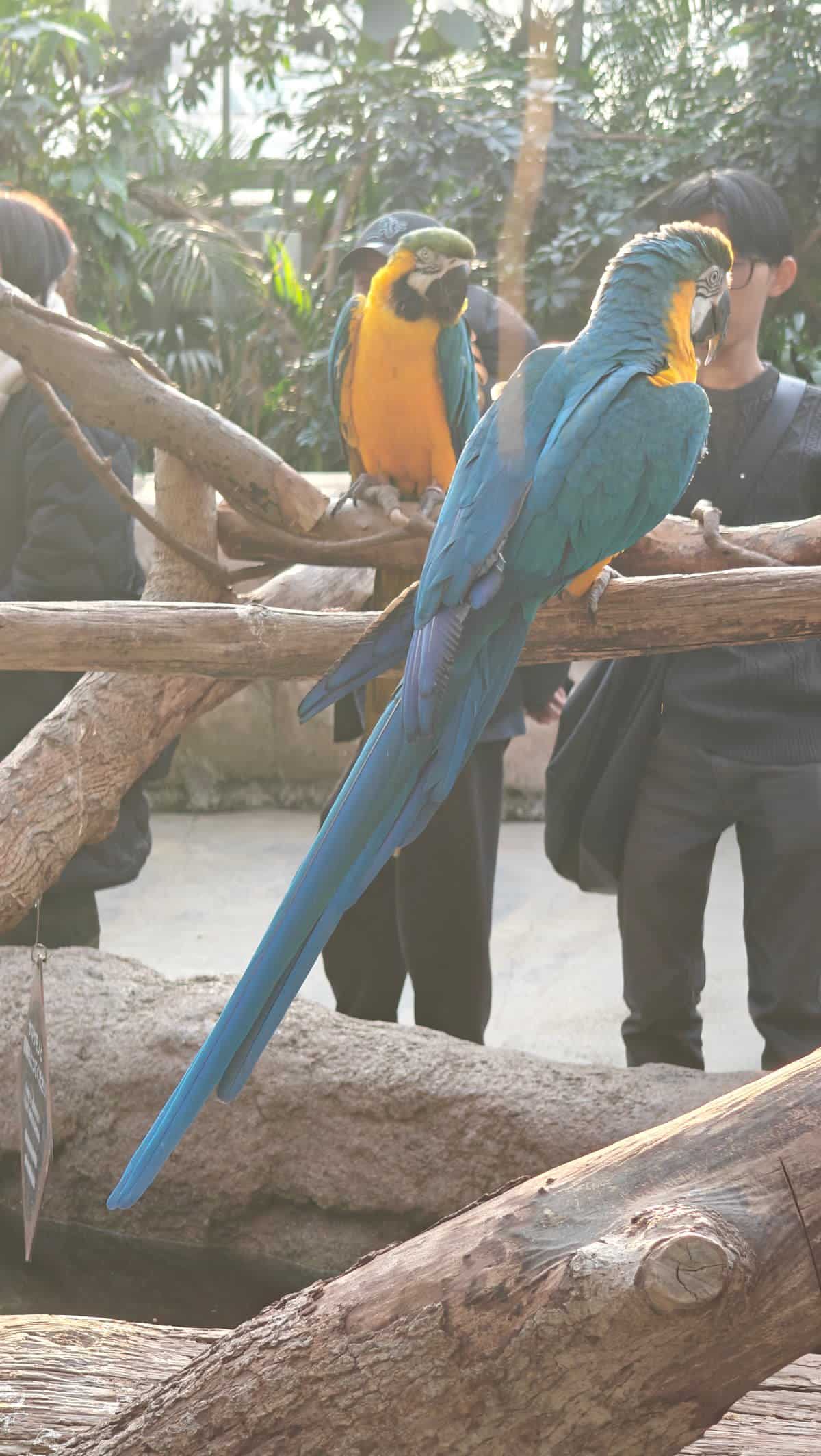 Two macaws with keeper nearby