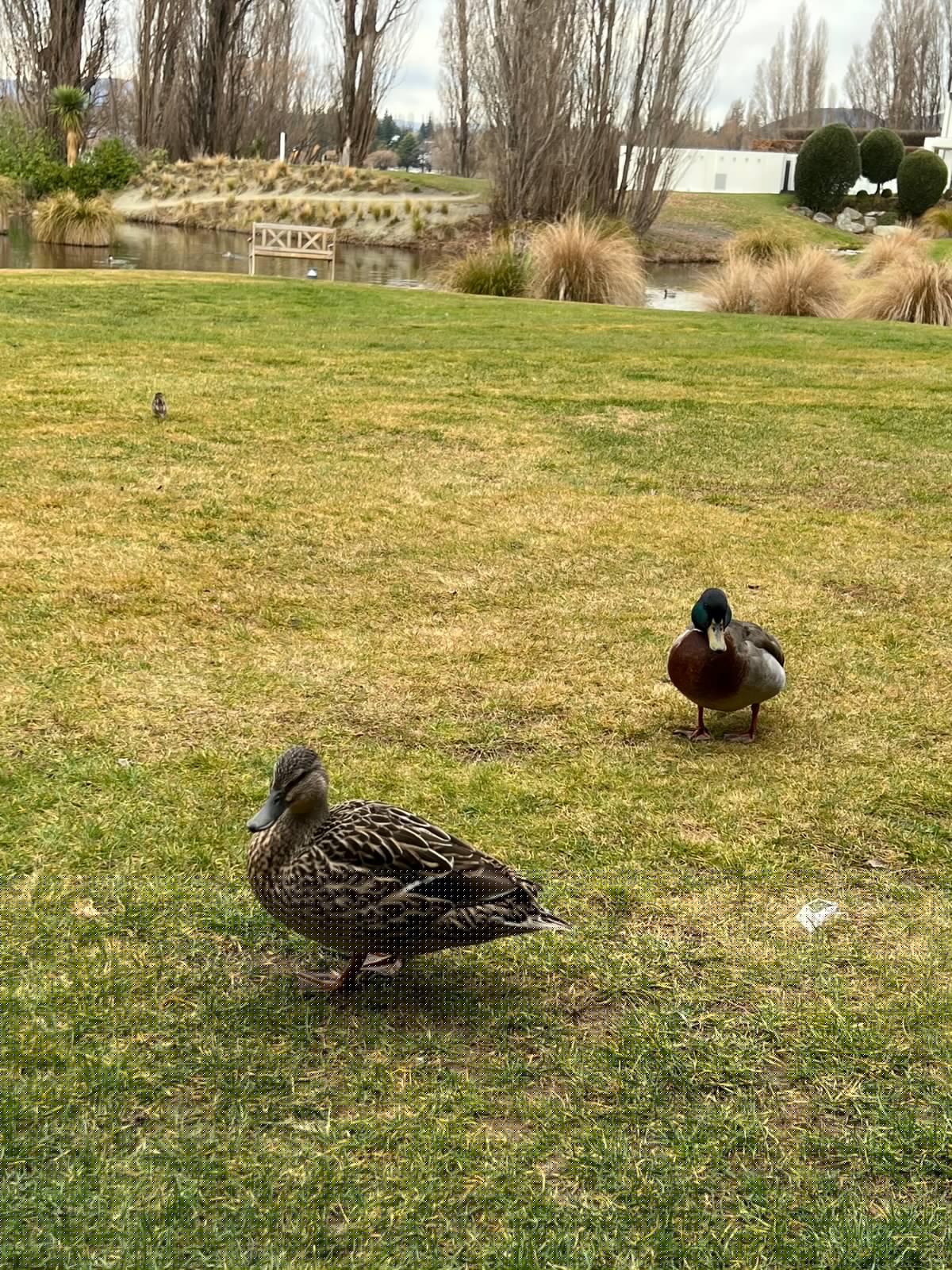 Two mallards on resort lawn