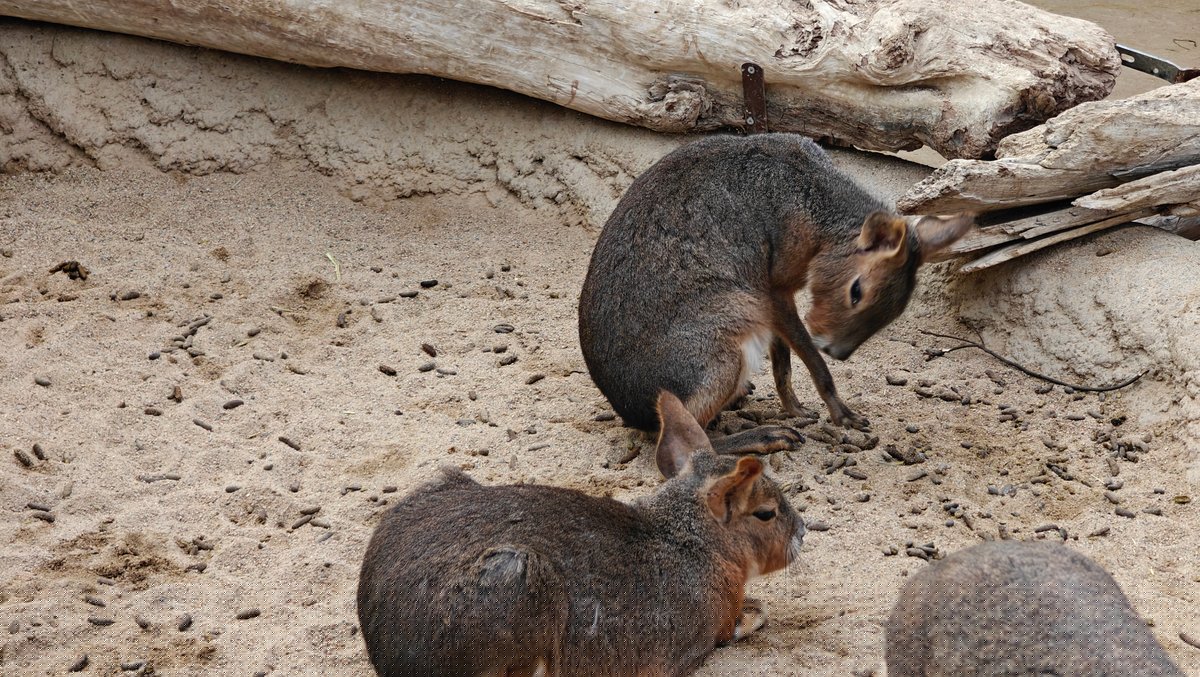 Two Patagonian maras together on the sand.