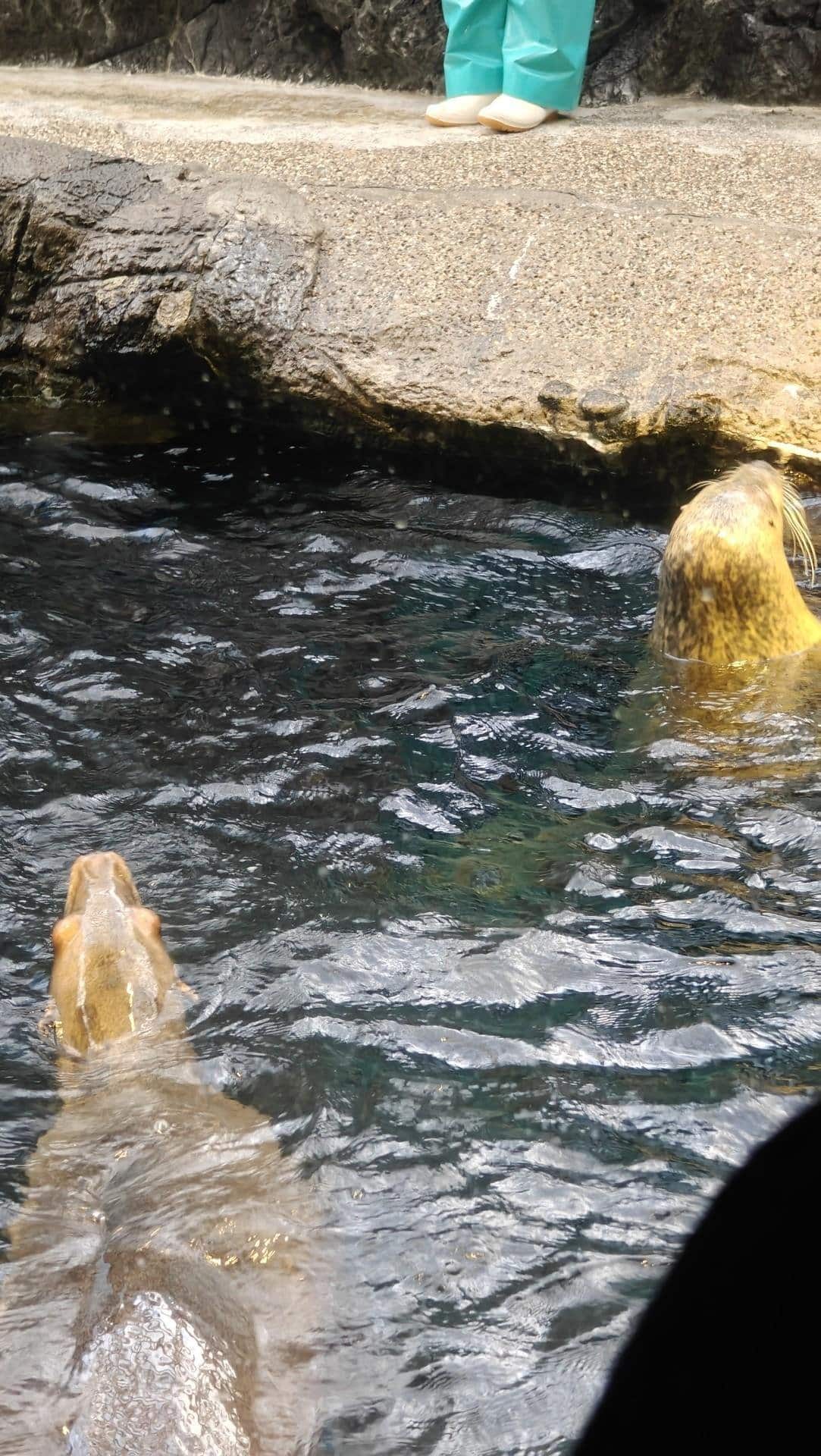 Two seals swimming in a rocky pool