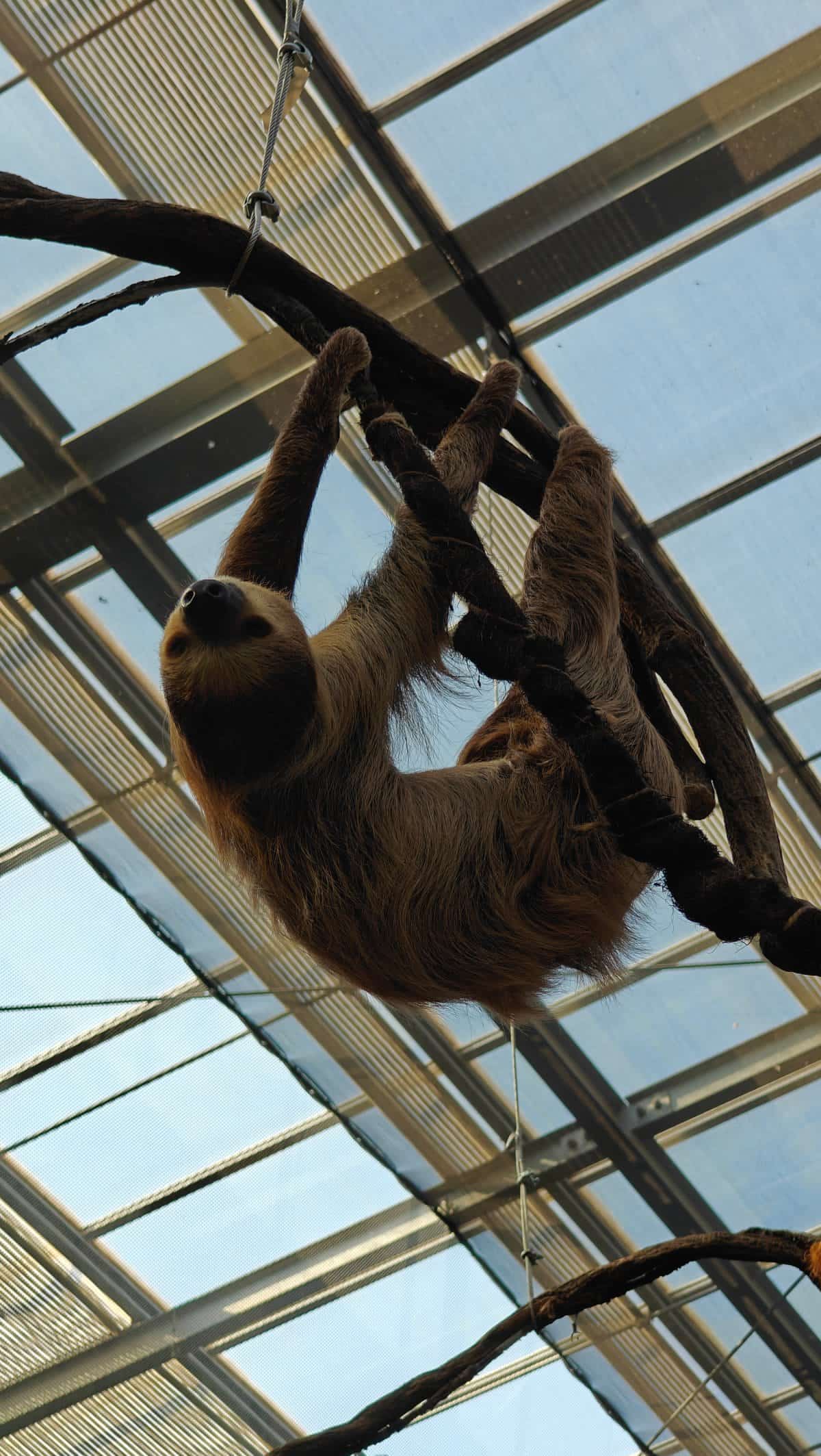 Two-toed sloth hanging upside-down