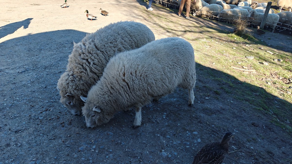 Two woolly sheep grazing on a gravel path