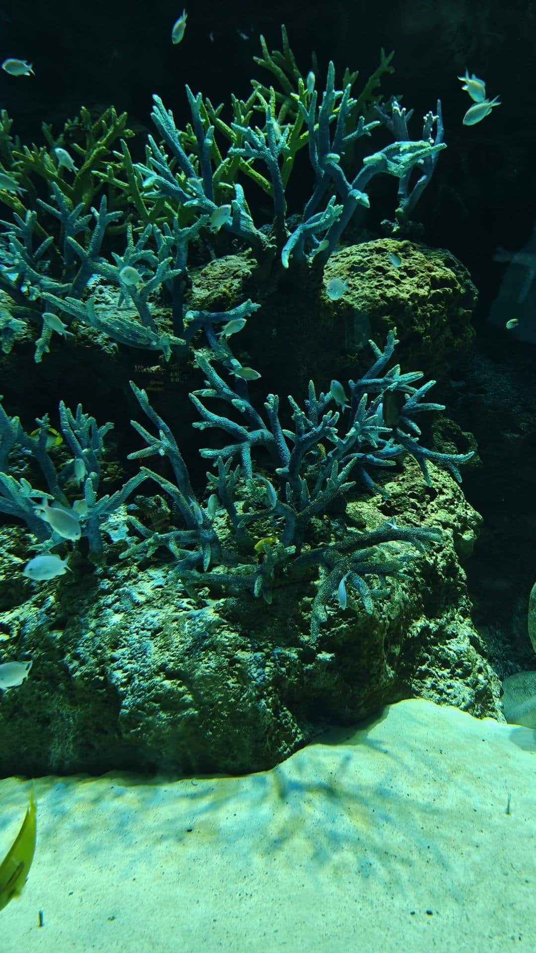 Underwater coral reef with fish