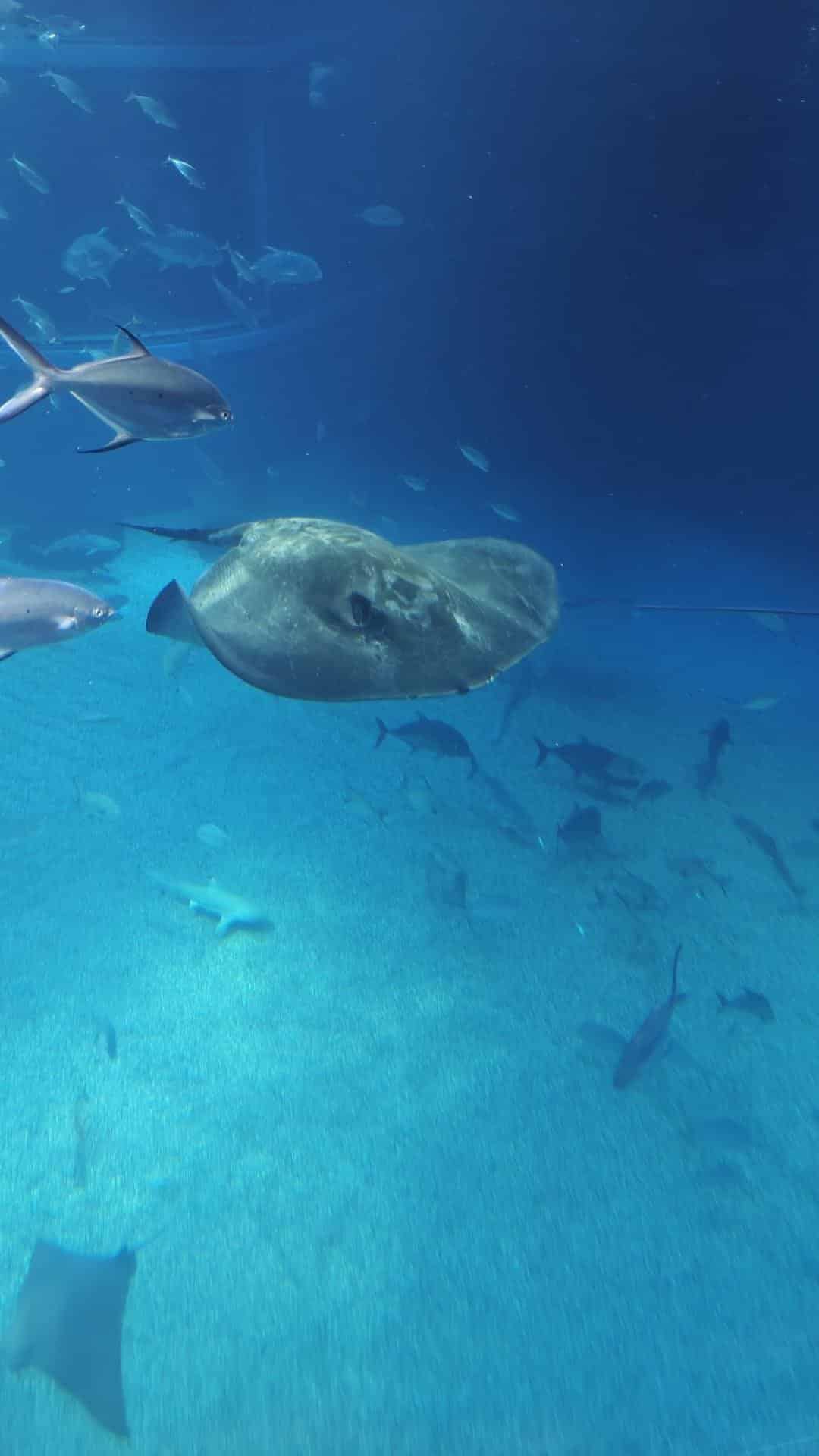 Underwater scene with fish and ray