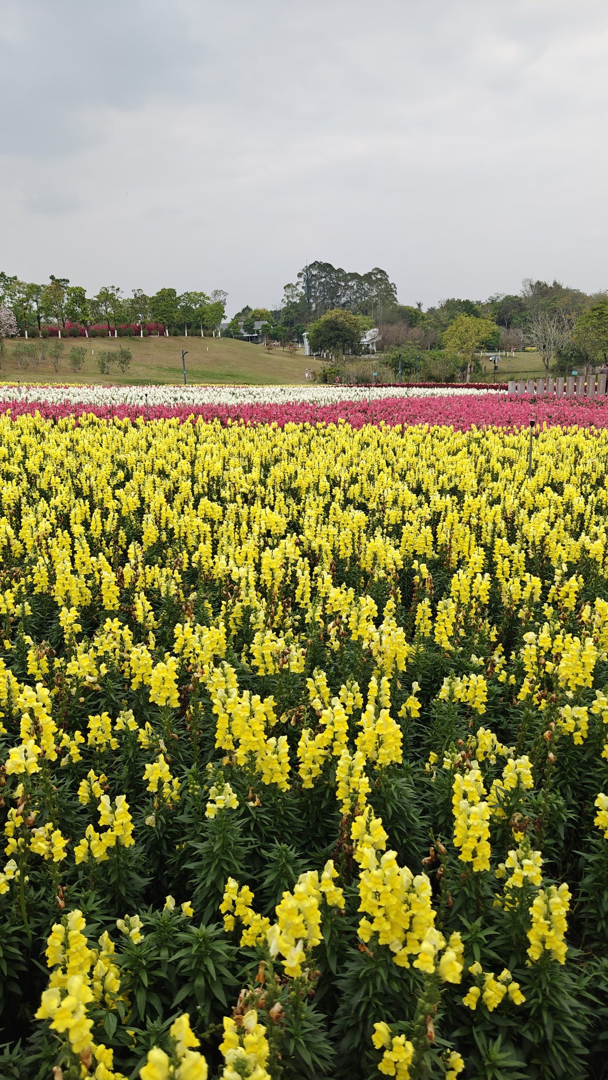 Vast yellow snapdragon flower field