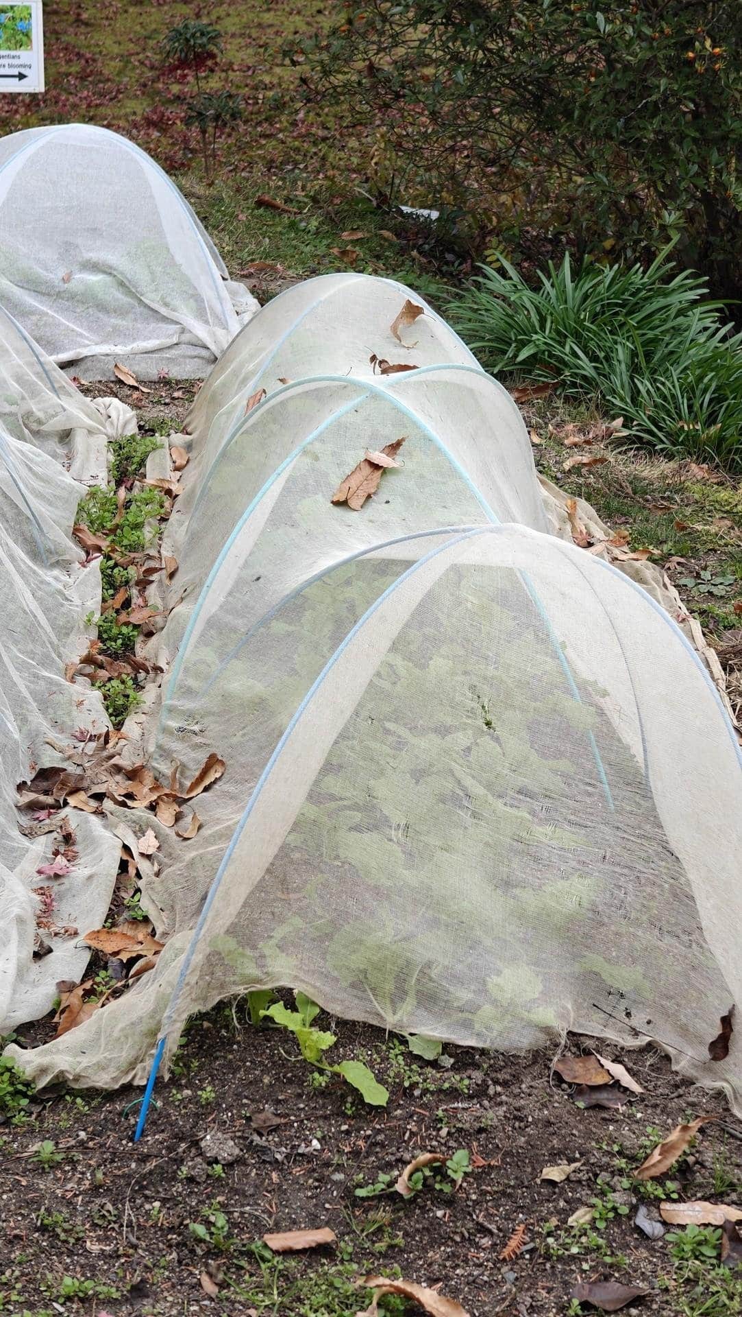 Vegetable garden with protective covers