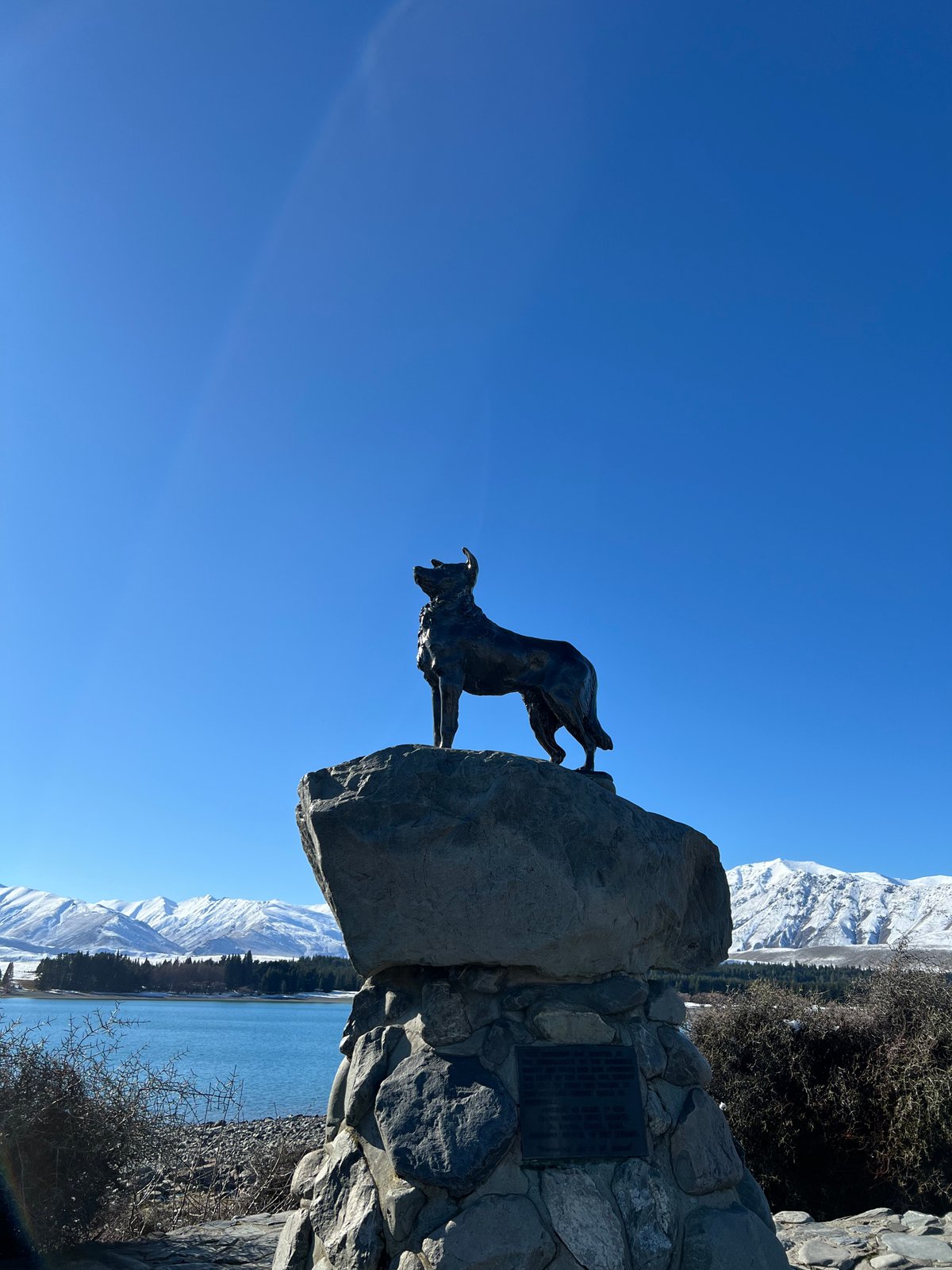 Vertical portrait of the bronze collie on its