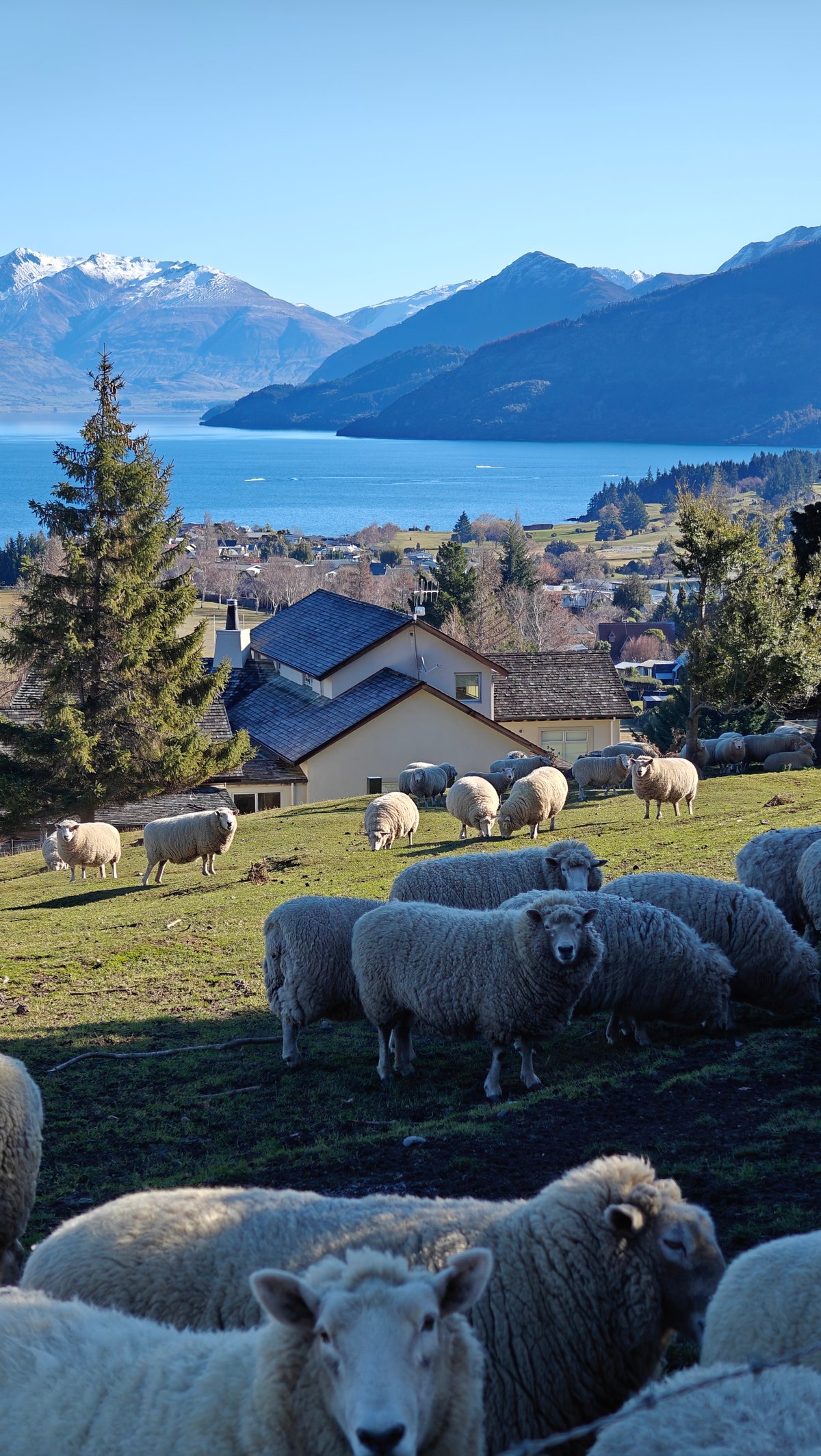 Vertical view of sheep grazing above the lake,