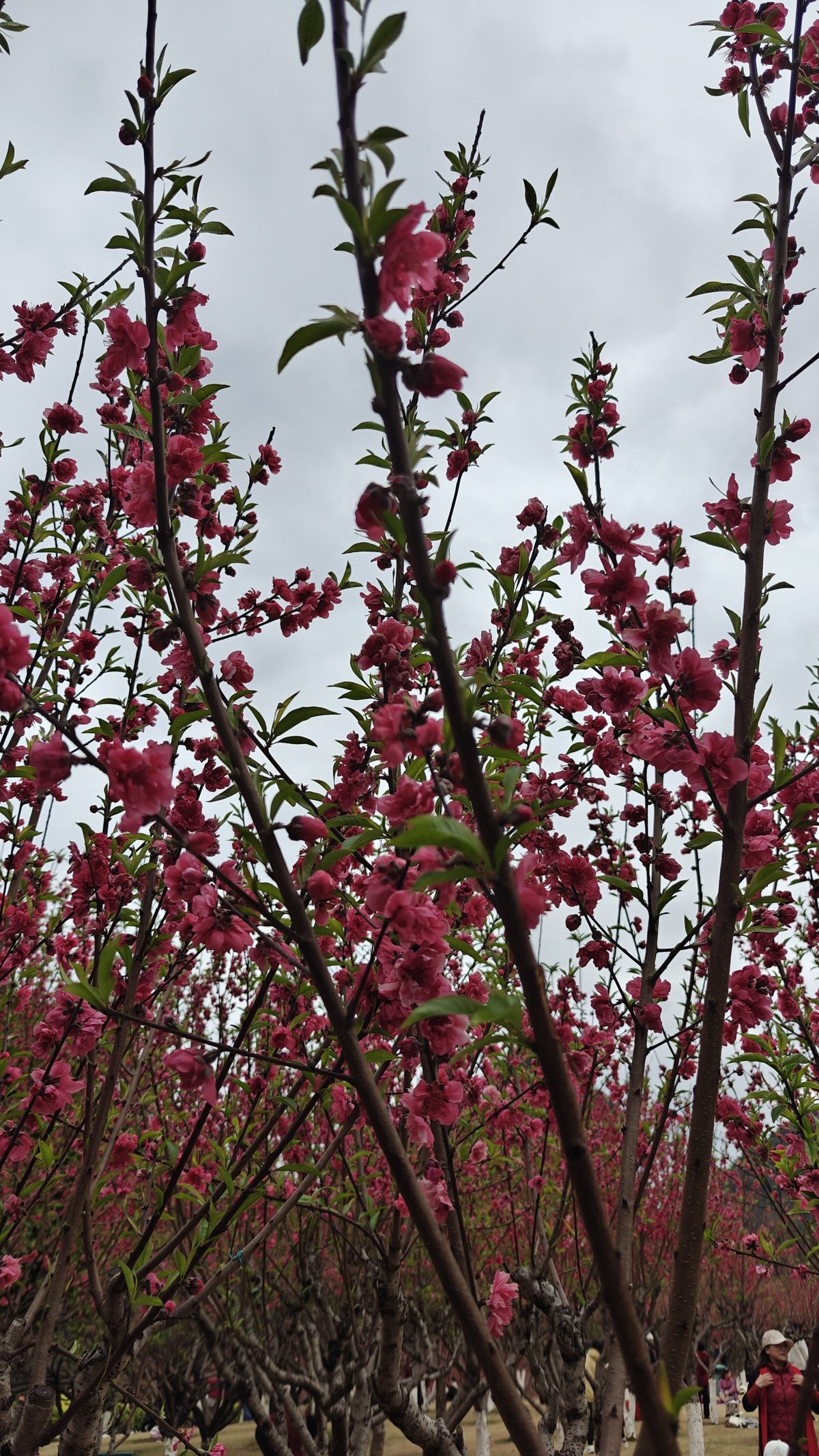 Vibrant magenta peach blossoms